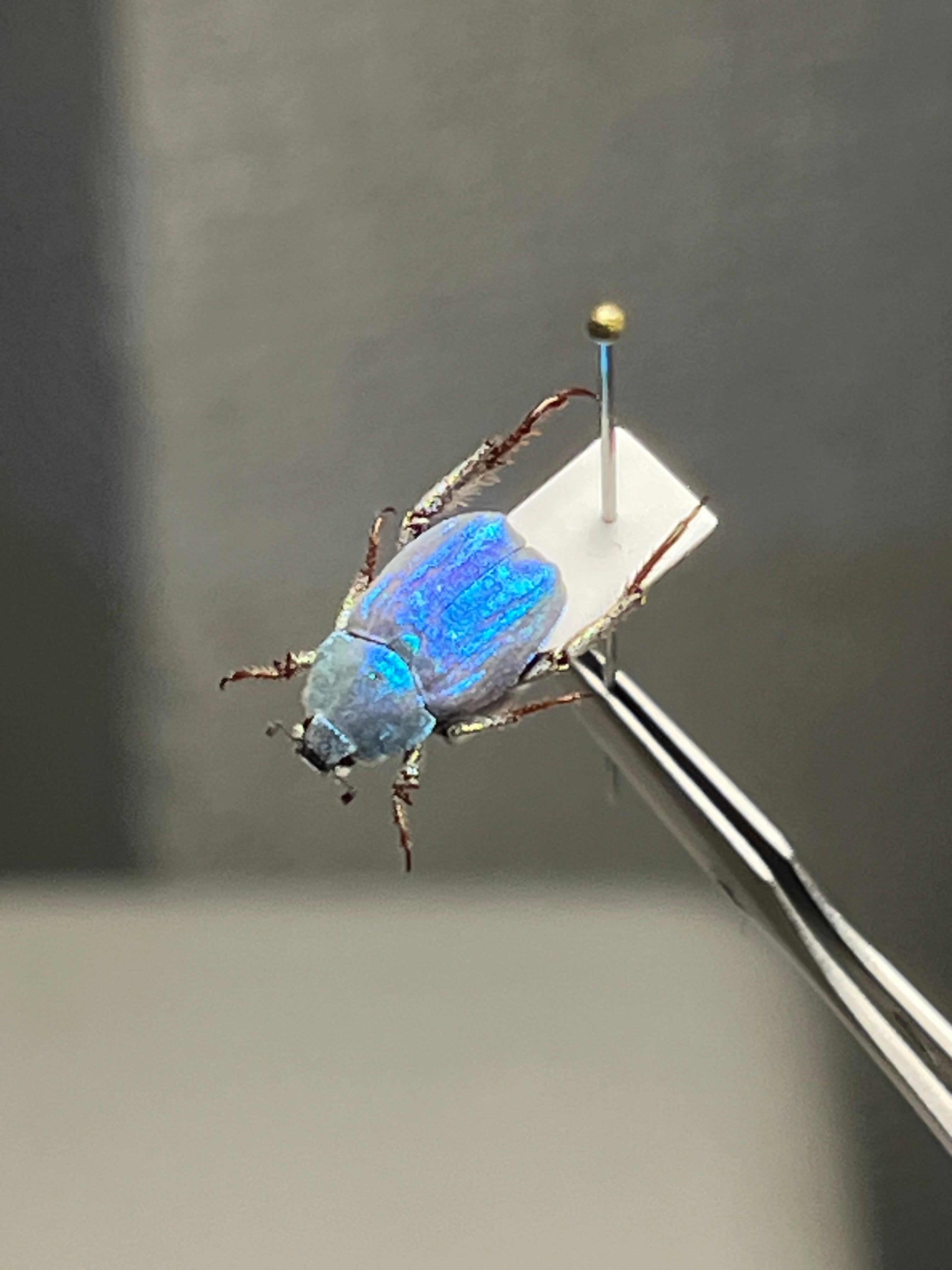 9mm】シンジュアシナガコガネ 標本 ブルースカラベ プラチナコガネ