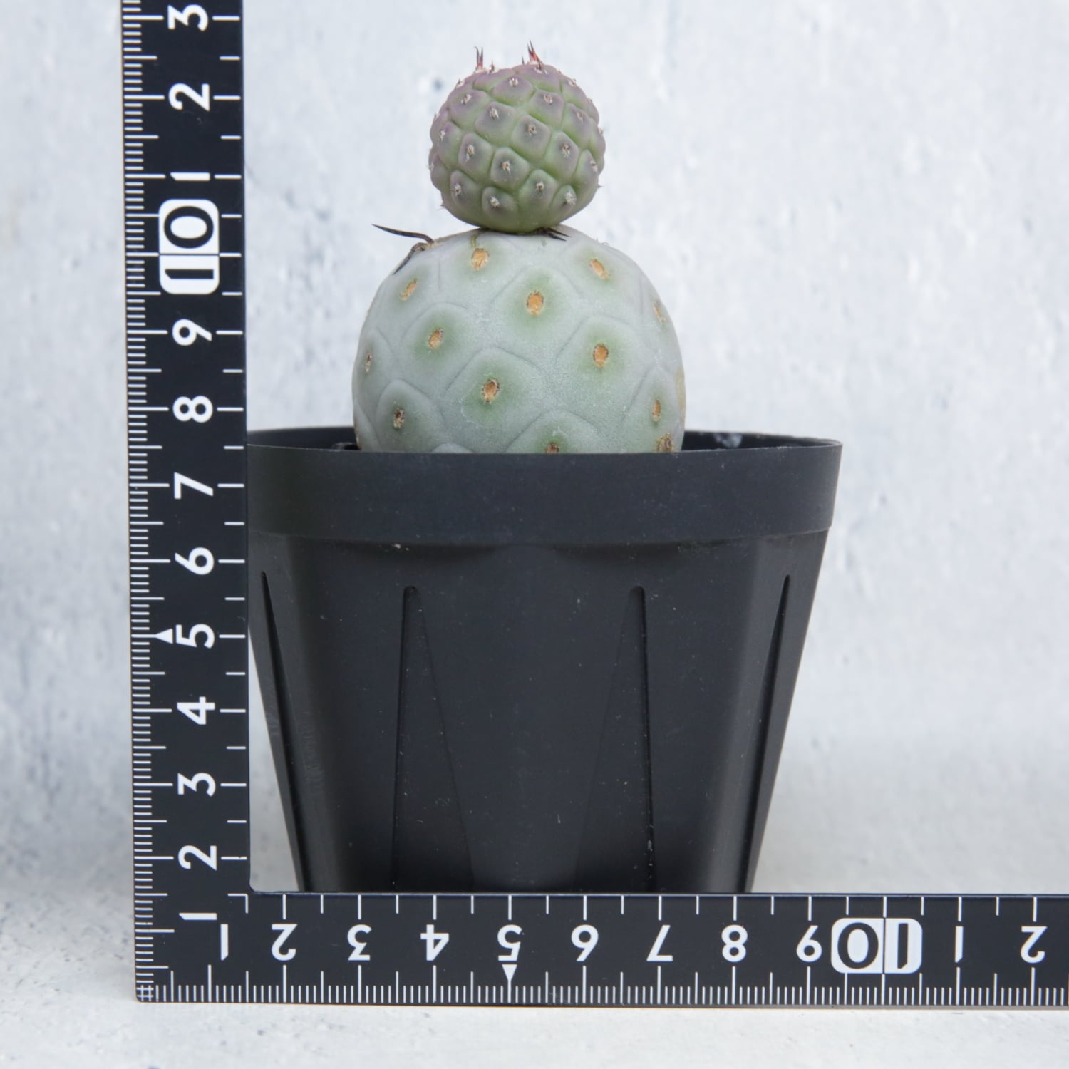 大球 4.8cm 2球 ダブル テフロカクタス ゲオメトリクス | LIGHTHOUSE