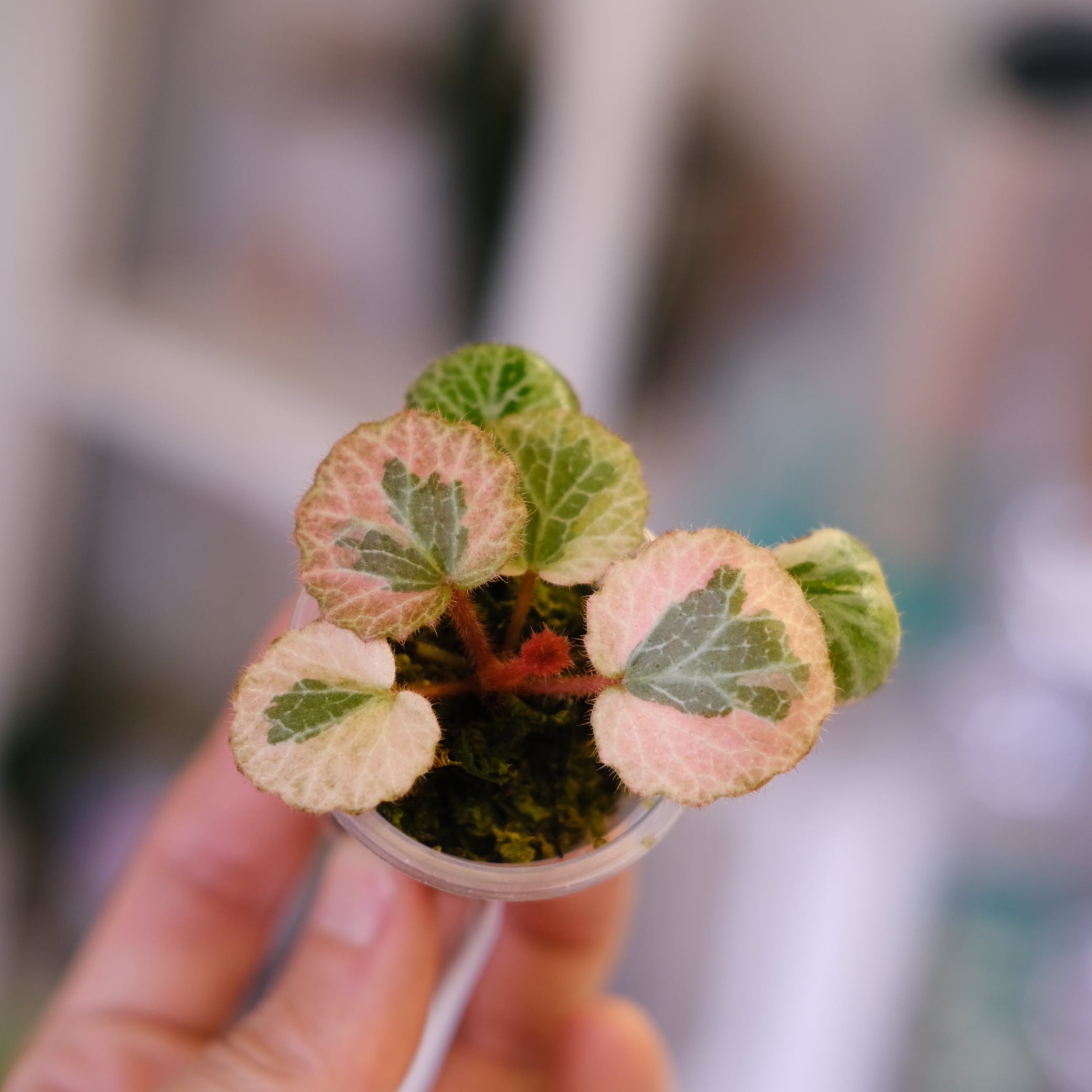Saxifraga stolonifera Tricolor｜別名：ストロベリー ベゴニア｜観葉