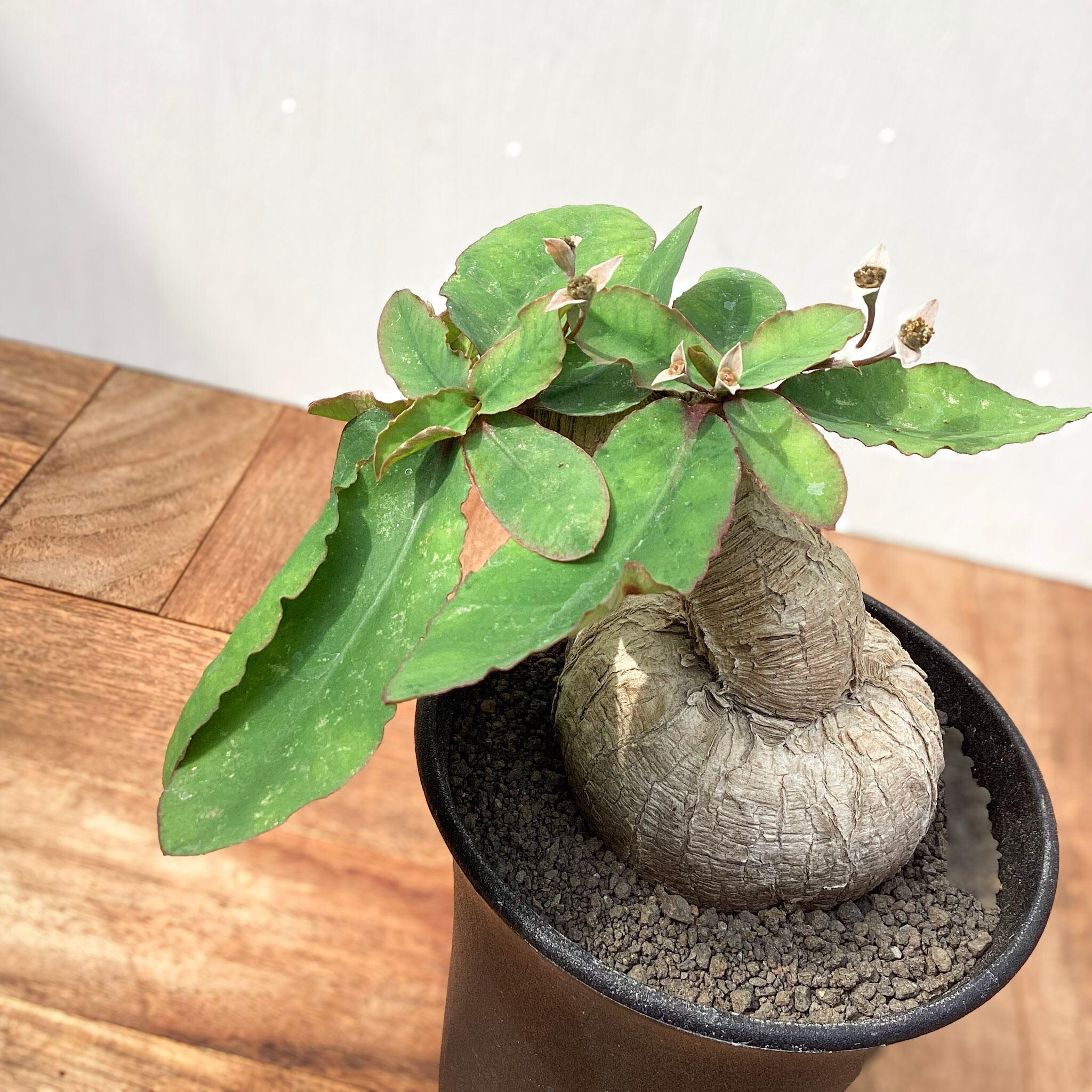 Euphorbia sp.ranohira【ユーフォルビア・ラノヒラ】 | RIMO'S GREEN