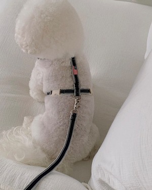 【seenii】Hog harness+leash (set)