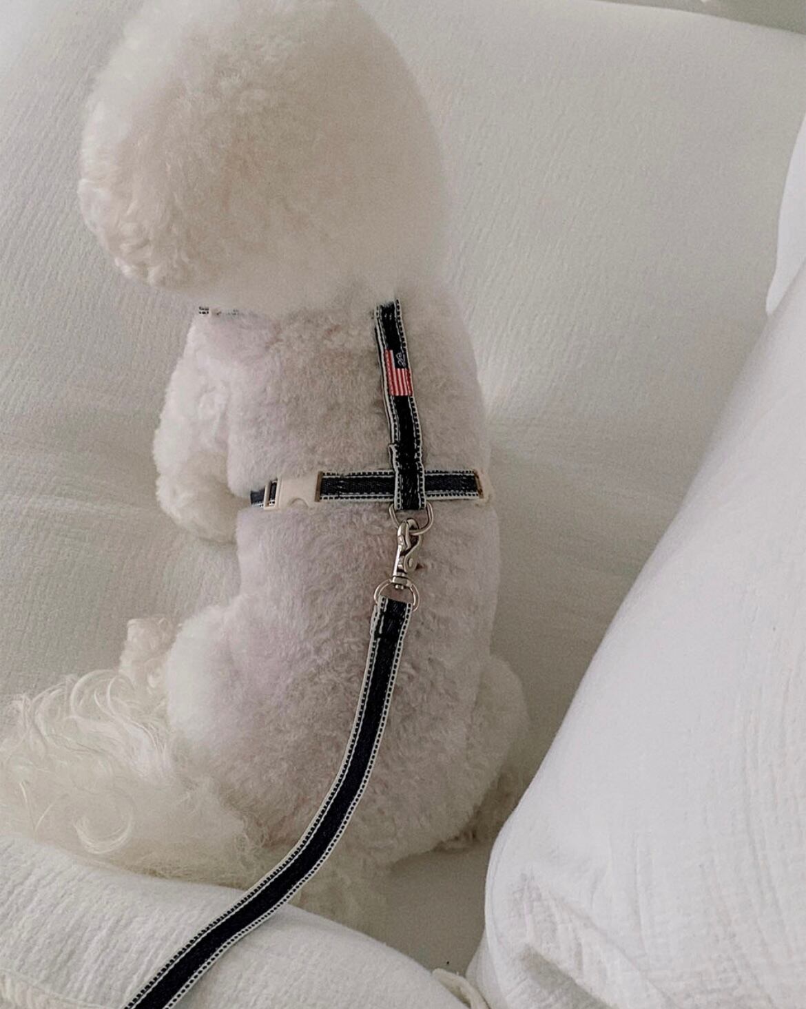 【seenii】Hog harness+leash (set)