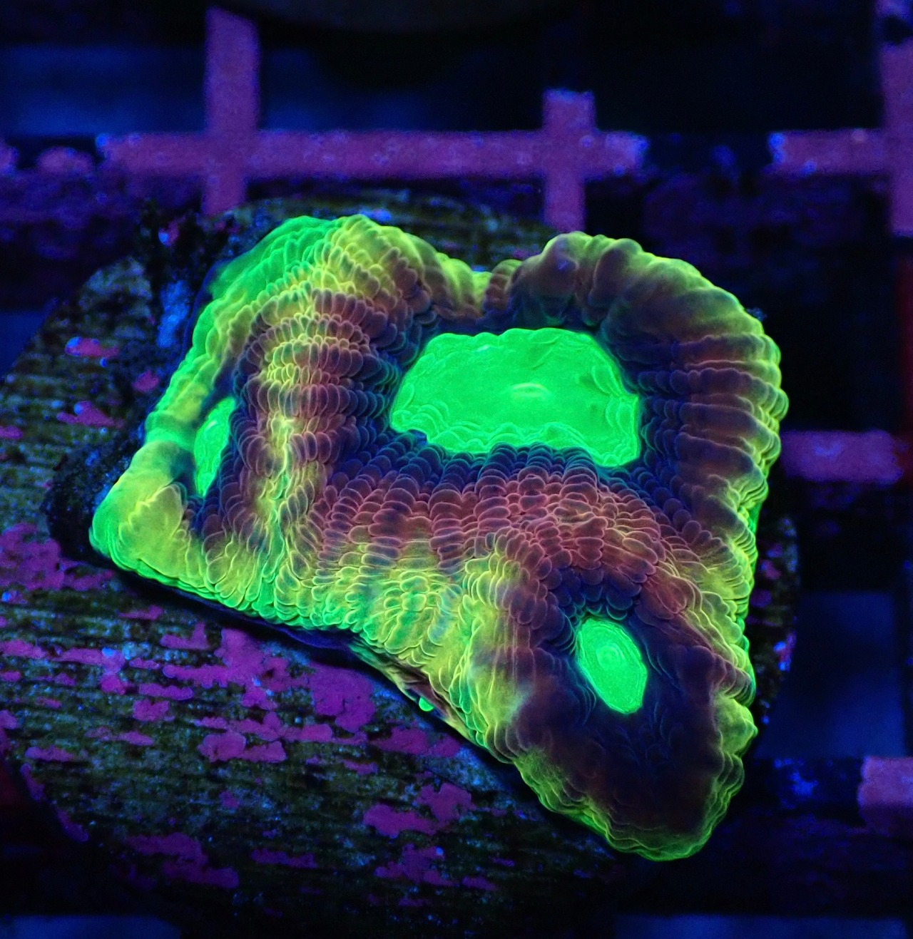 【現地買付】DragonSoulFavia Frag 5