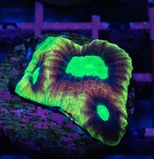 【現地買付】DragonSoulFavia Frag 5