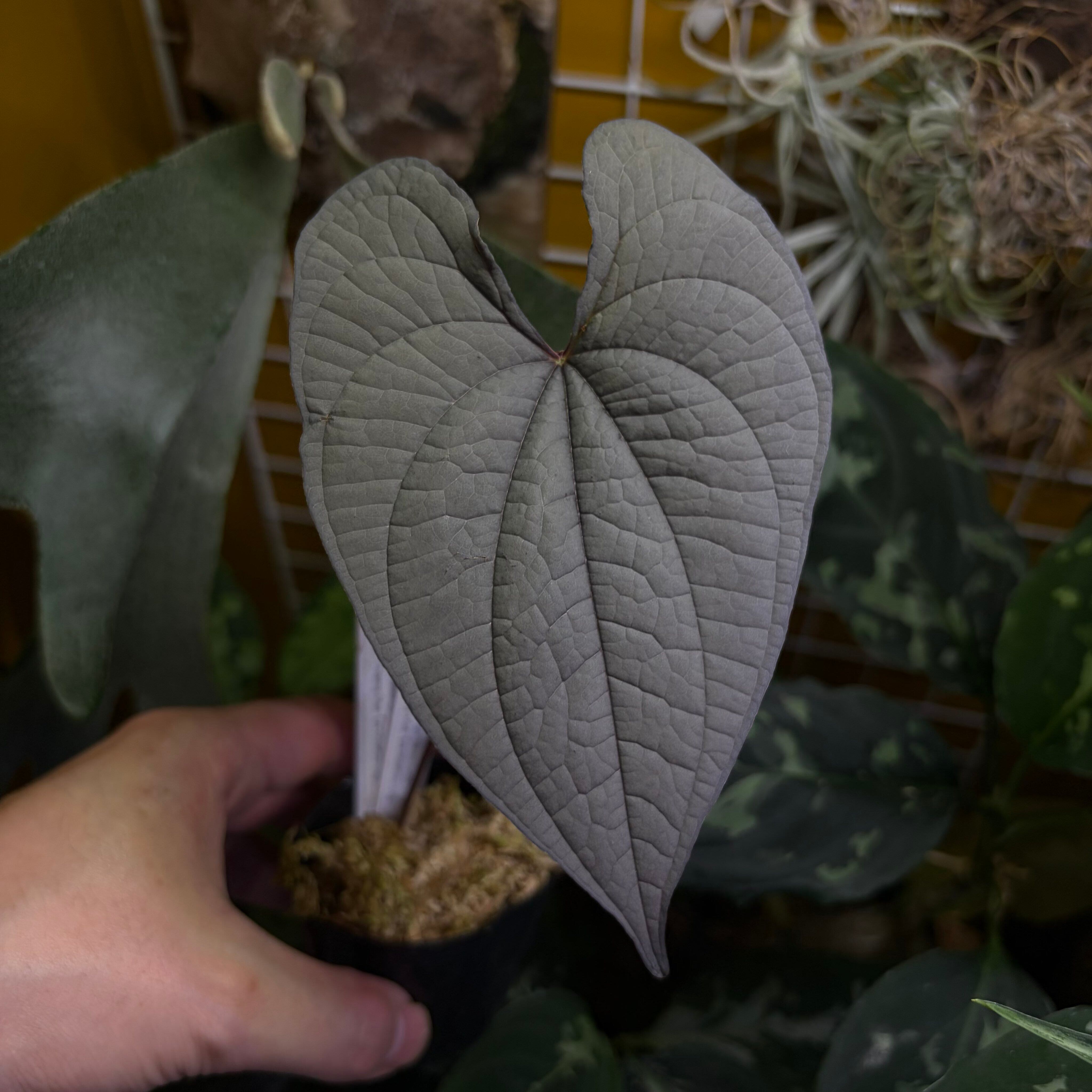 Nautilocalyx pemphidius ノーティロカリクス | 熱帯雨林植物専門店