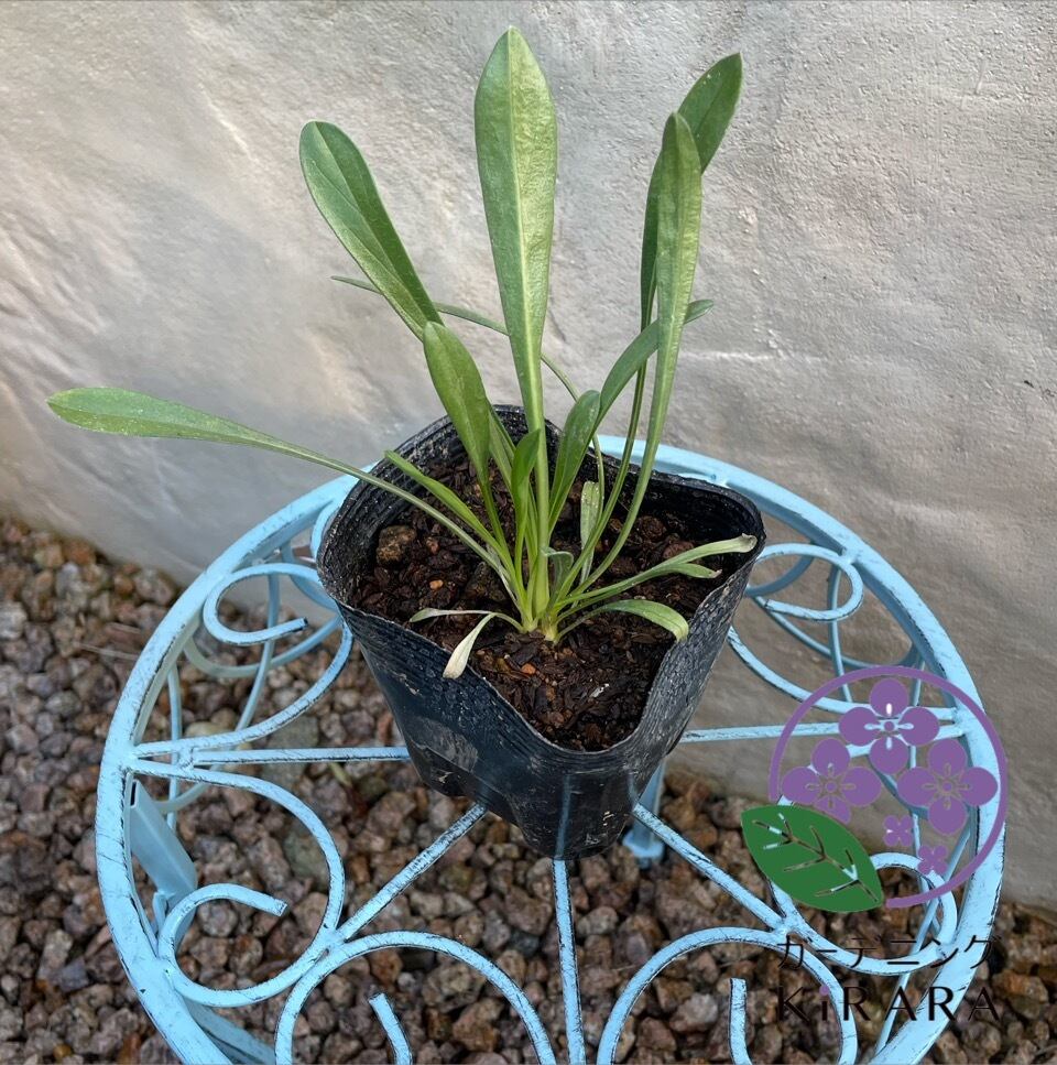 ホワイトセージ | ガーデニングキララ オンラインショップ