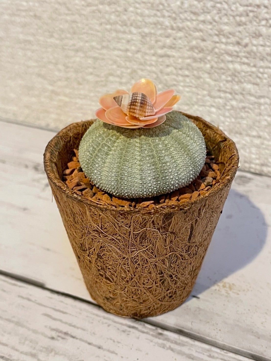 さくら貝とウニの殻で作るミニウボテンキット | さくら貝工房 ”Shells”