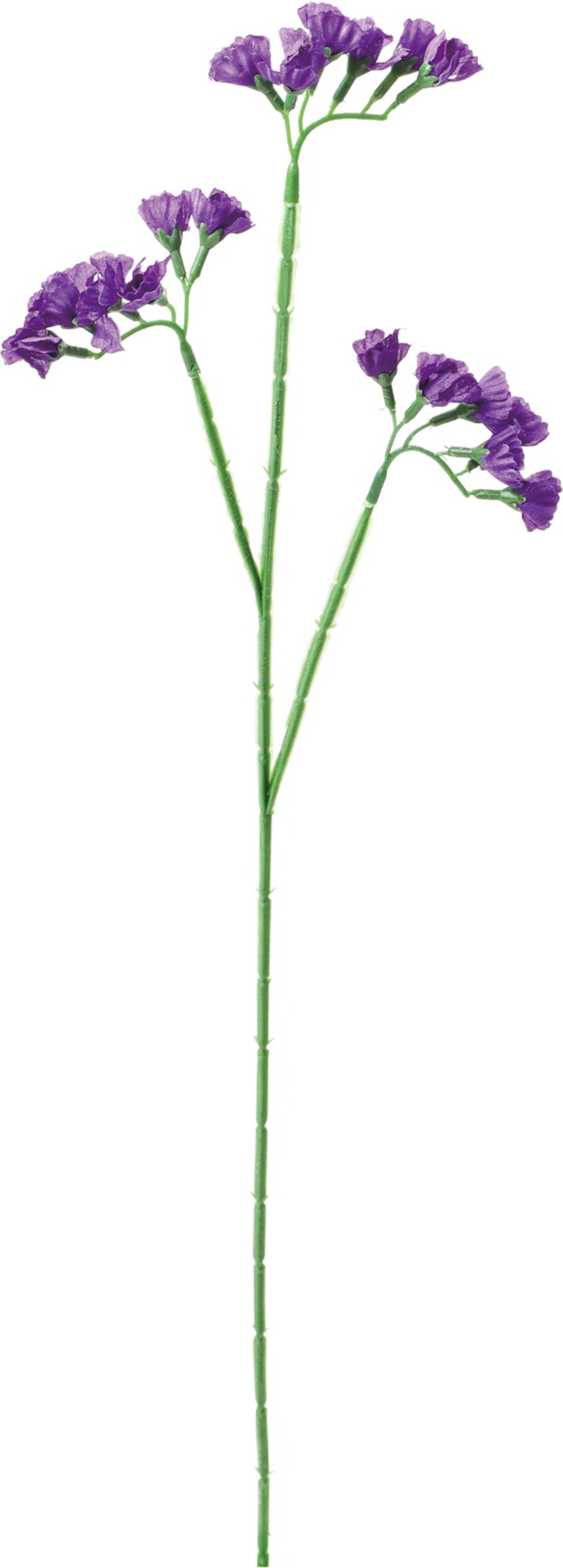 スターチス　FF-3146 PU　4961823160257