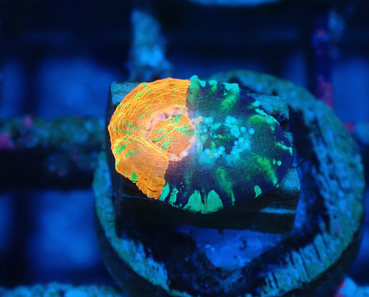 Scolymia Baby Chimera 2