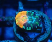 Scolymia Baby Chimera 2