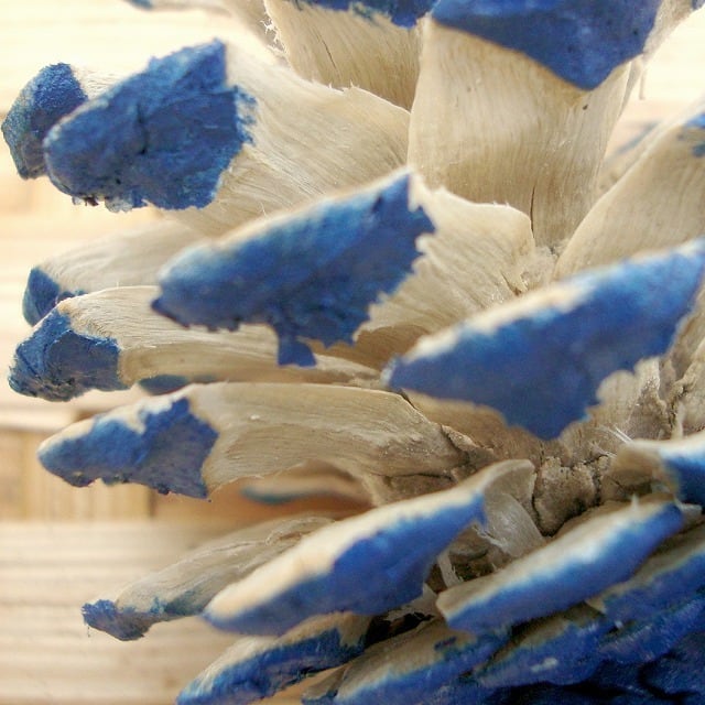 松ぼっくり 脱色/ブルー 3個 | 木の実通販の shop.木の実