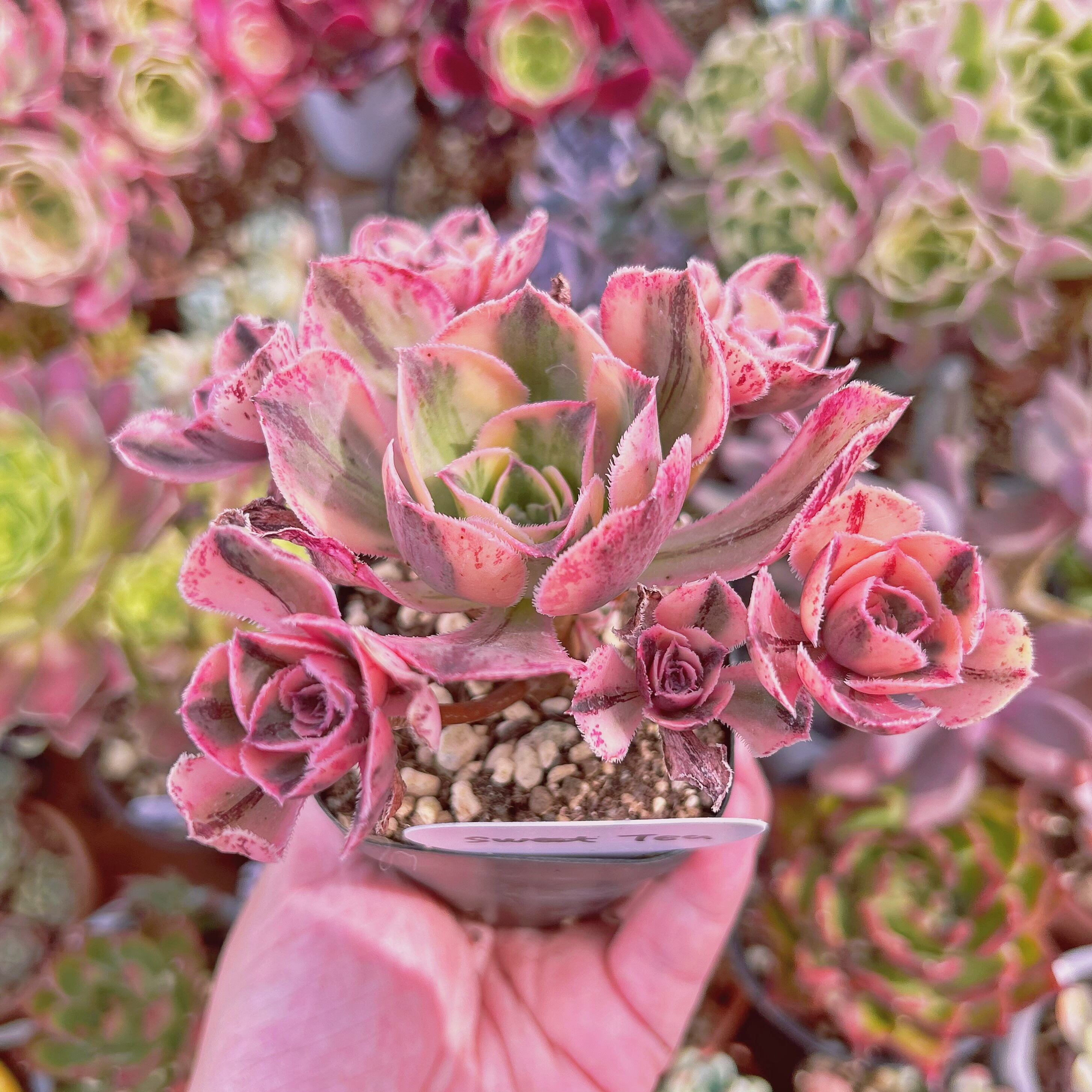 多肉植物 エケベリア 小人の祭り錦 サボテン 10個 超美苗