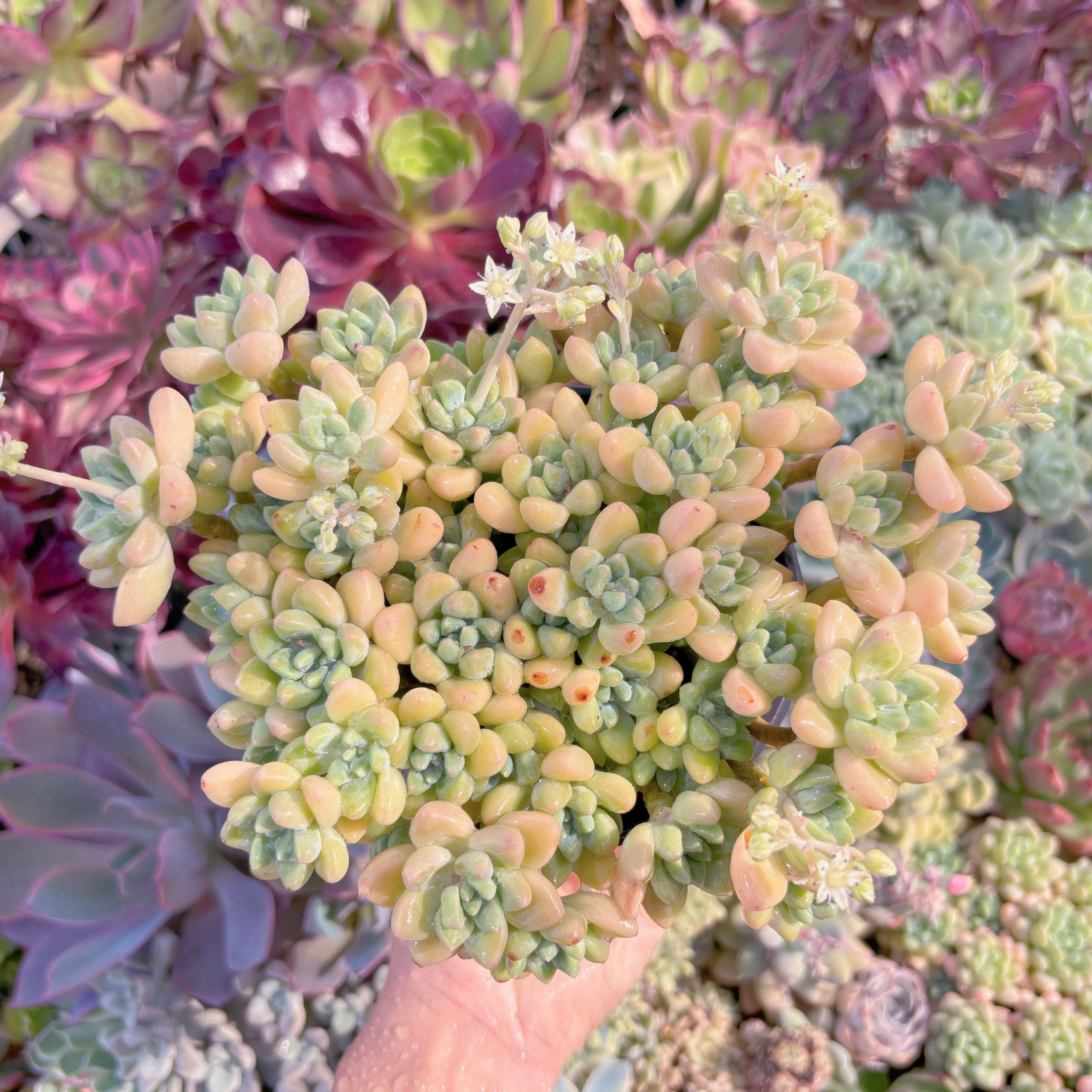 現品　ホワイトケーキ#F250　特大群生　るる農園