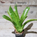 【送料無料】Neoregelia kautskyi〔ネオレゲリア〕現品発送N0059