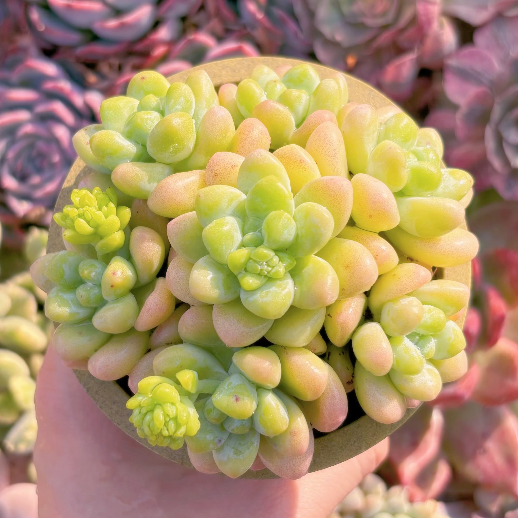 多肉植物　天使の雫　7頭　新入荷　るる農園