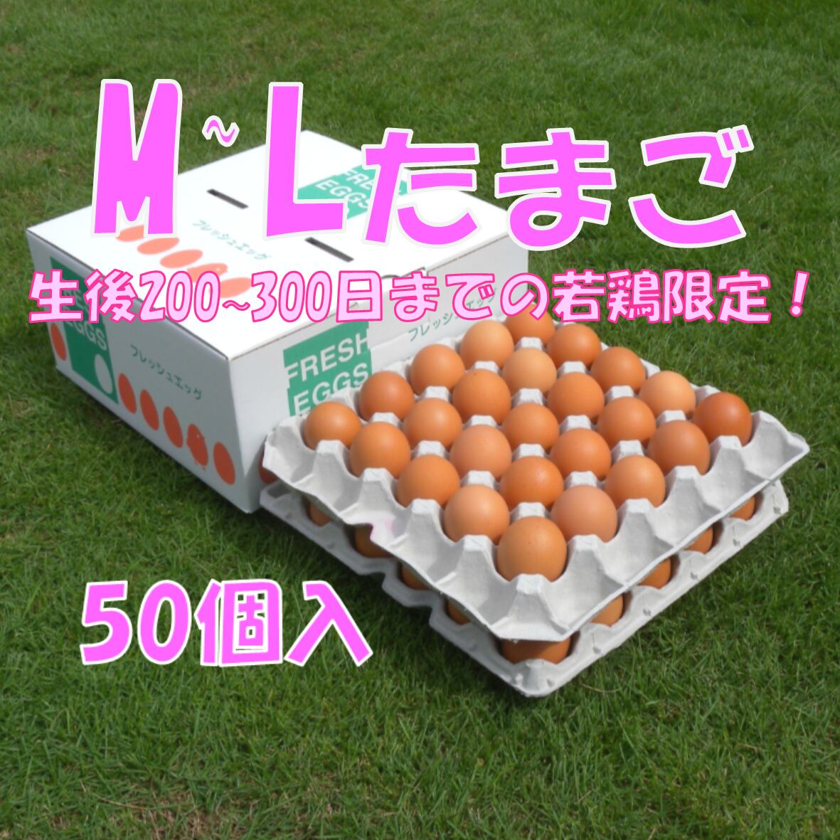 若鶏の赤卵 】朝採りM~Lサイズ☆M-L50個入たまご | サカモトの赤卵