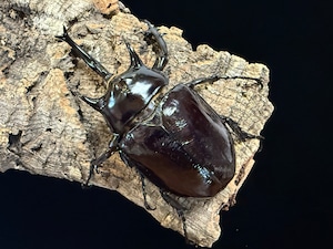 マルスゾウカブト　♂112mm　♀74mm 　ペア