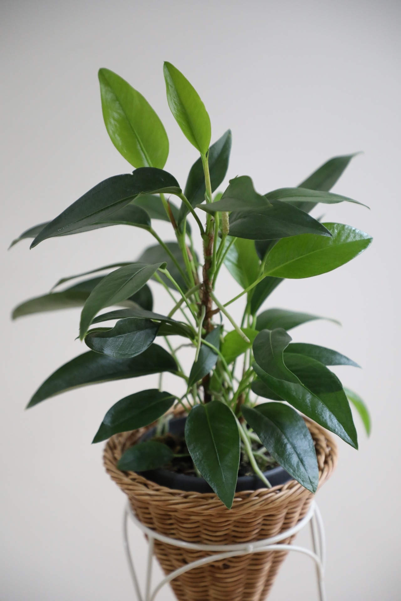 【M】アンスリウム スカンデンス/Anthurium