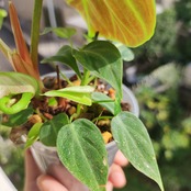 フィロデンドロン エルチョコレッド / Philodendron rubrijuvenile "El Choco Red" / 観葉植物<育て方・花言葉>