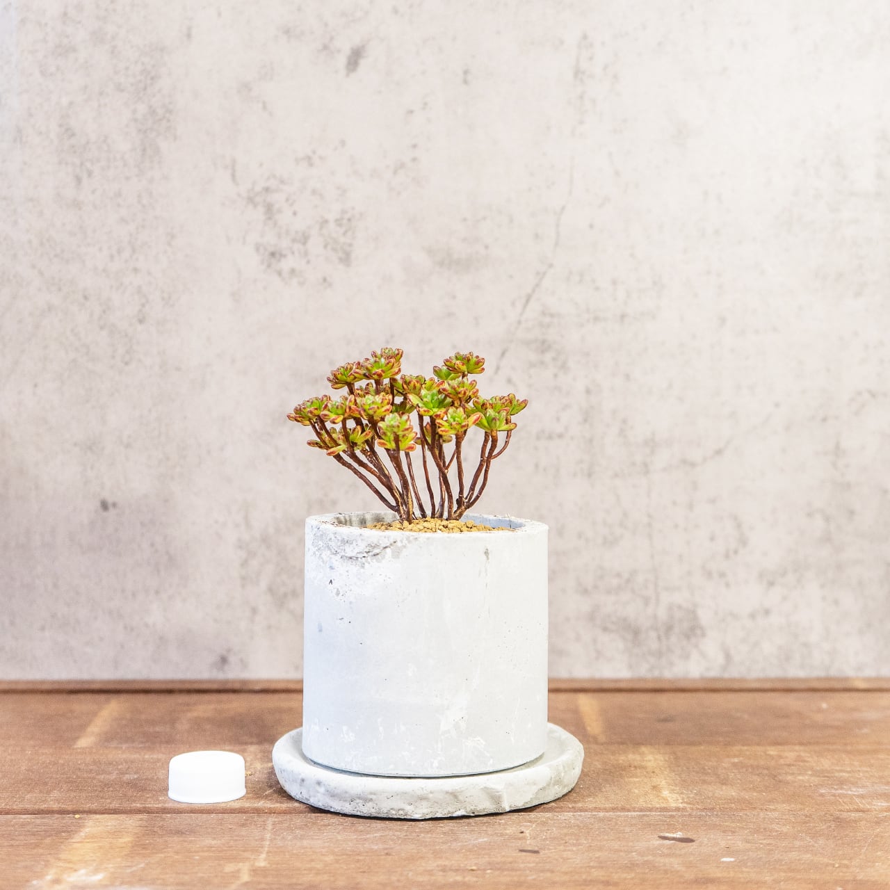 アエオニウム・小人の祭り錦｜ふた株の動きが可愛い盆栽仕立て【手づくりモルタル鉢】