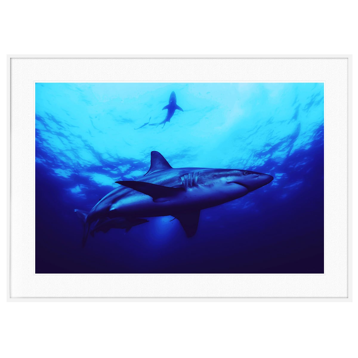 海 サメ写真 インテリアアートポスター額装 AS0662