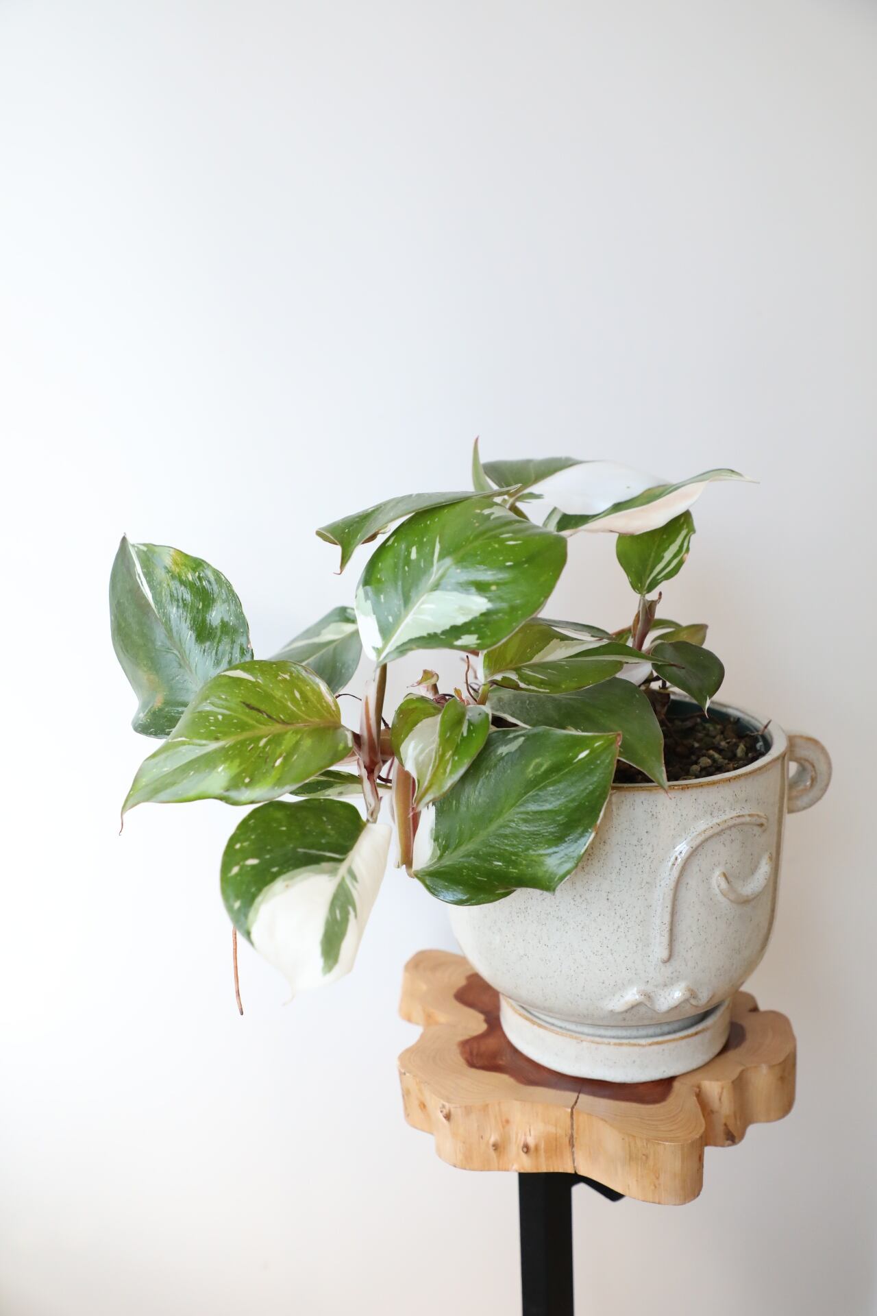 M】フィロデンドロン ホワイトナイト/Philodendron White Knight ※陶器