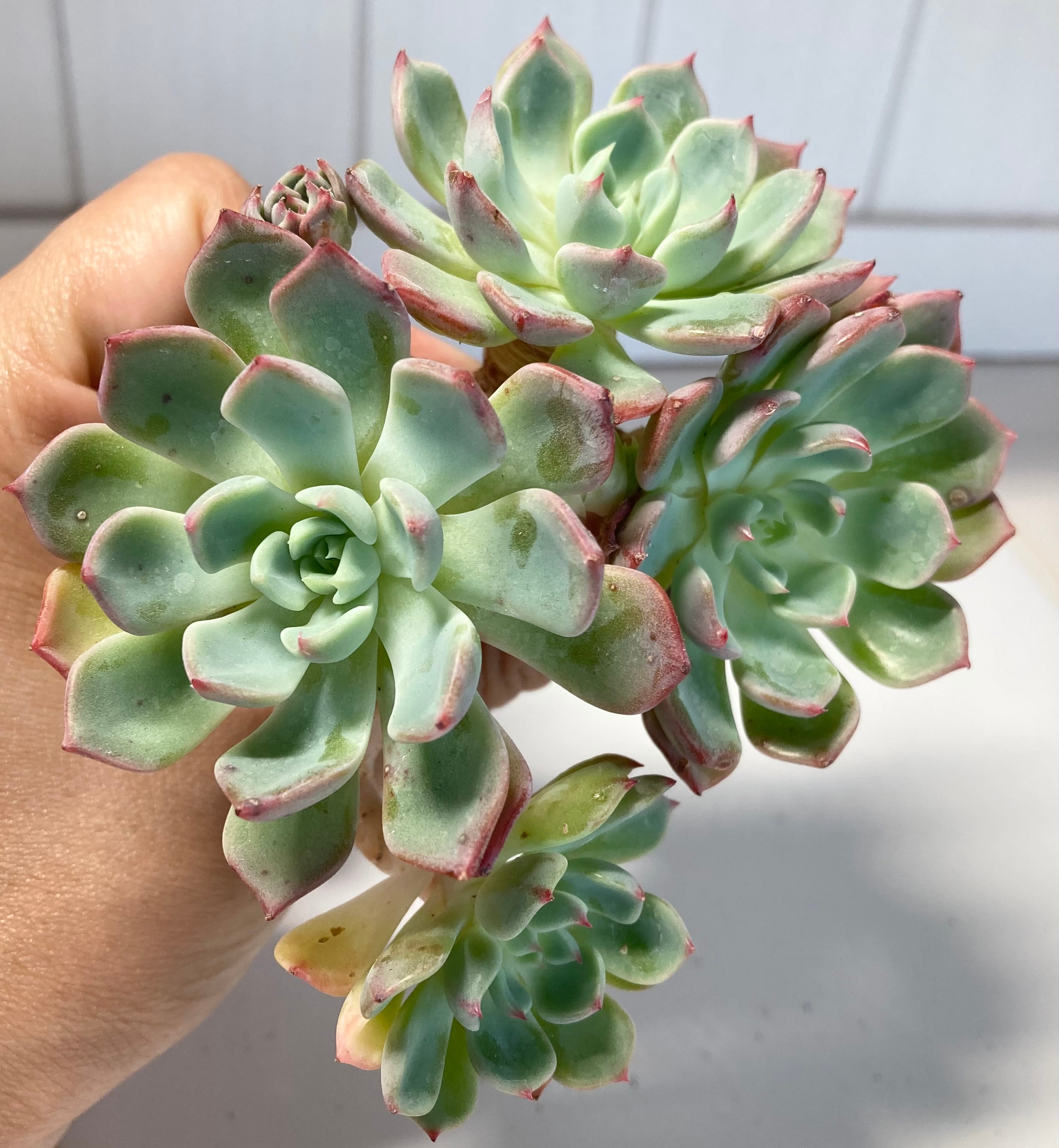 多肉植物抜き苗 七福美尻 群生② 【公式通販】