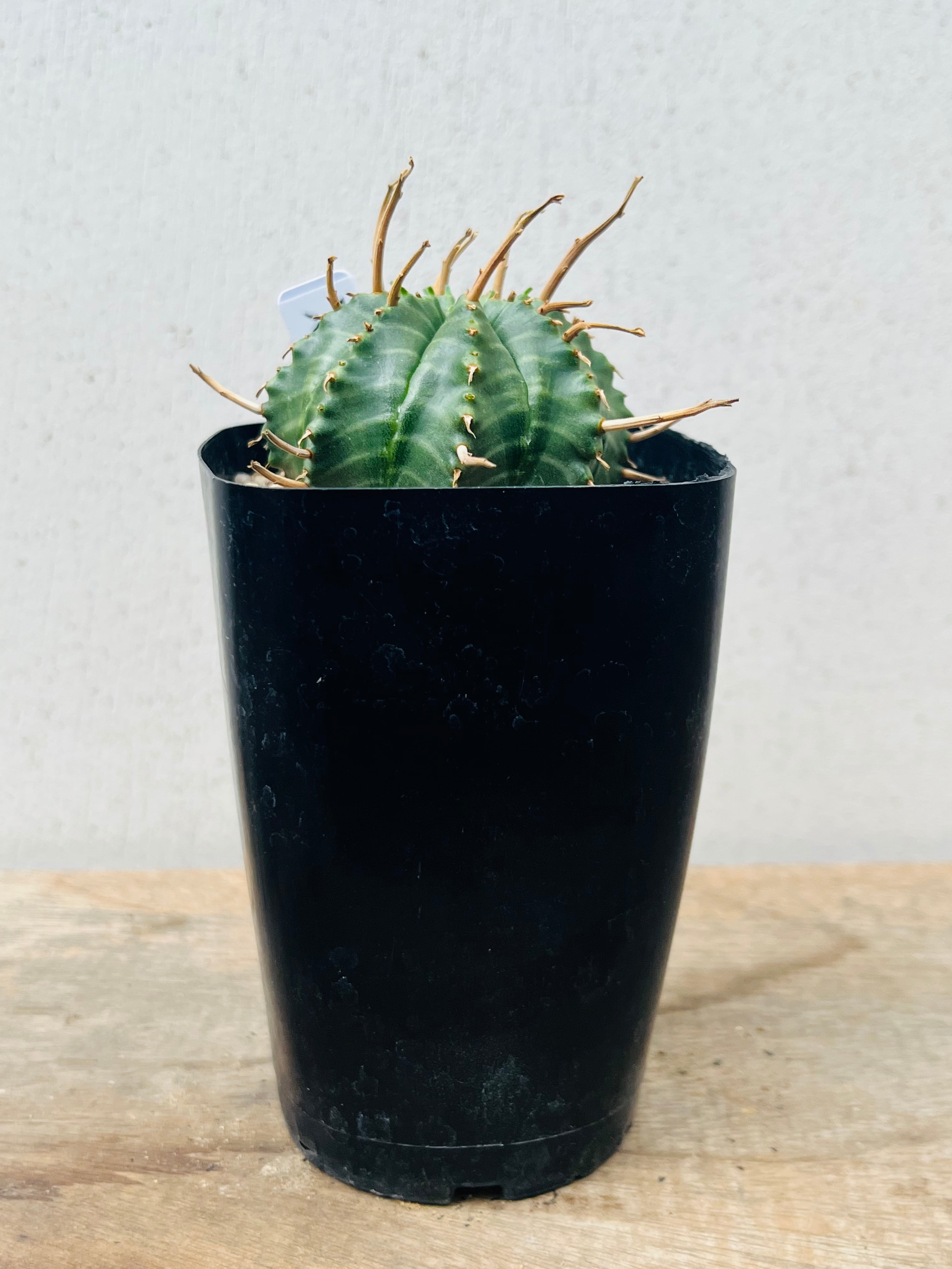 Euphorbia valida ユーフォルビア バリダ 多肉植物 | plants MARU