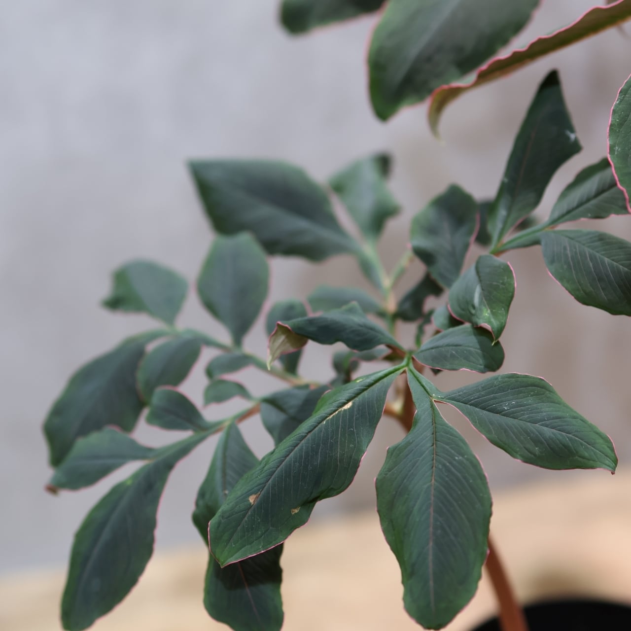 333 怪植物の美『アモルフォファルス・アトロビリディス』観葉植物