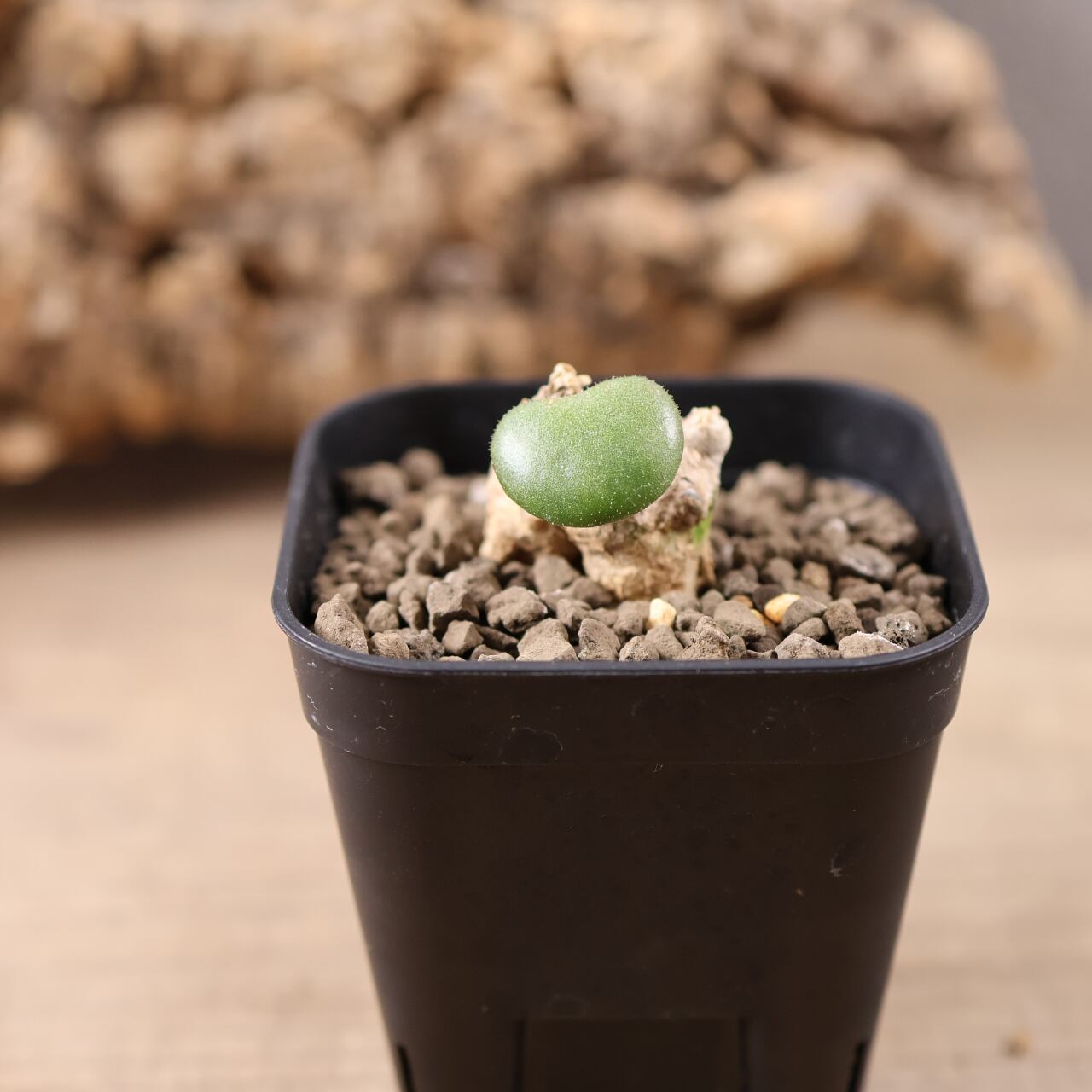 636『チレコドン エクティパス』観葉植物【送料無料】 | MARX PLANTS