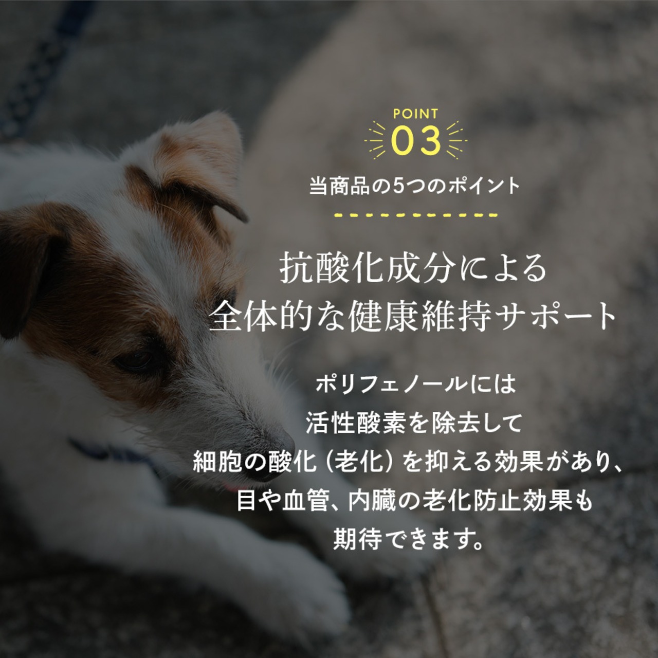 コピー：【送料無料】カテキンキューブ 4個セット｜ 犬用おやつ/ドッグフードのペットフードショップ ホウワ