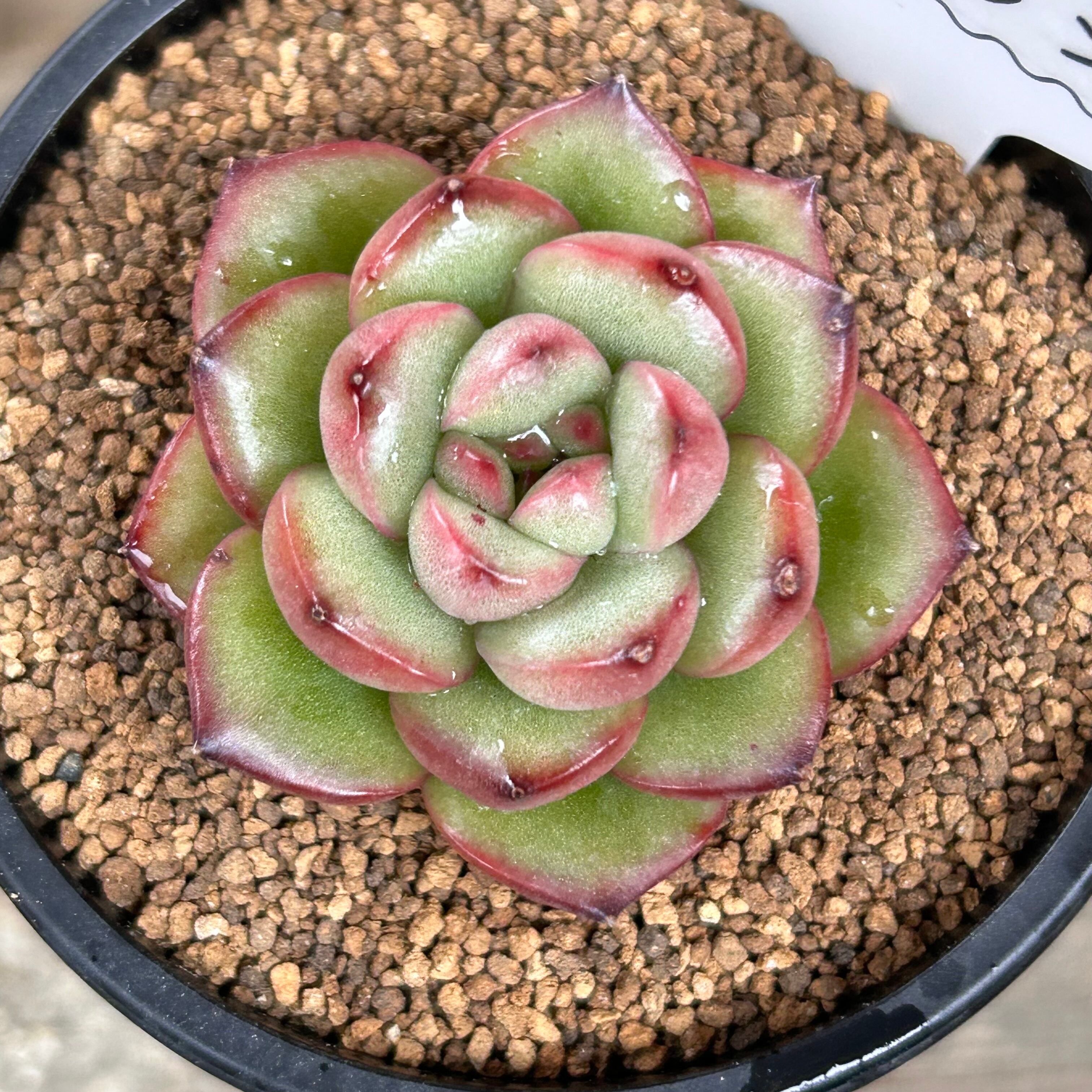 多肉植物　モンブラン モンブラン – 多肉植物の通販・販売サイト tawawa