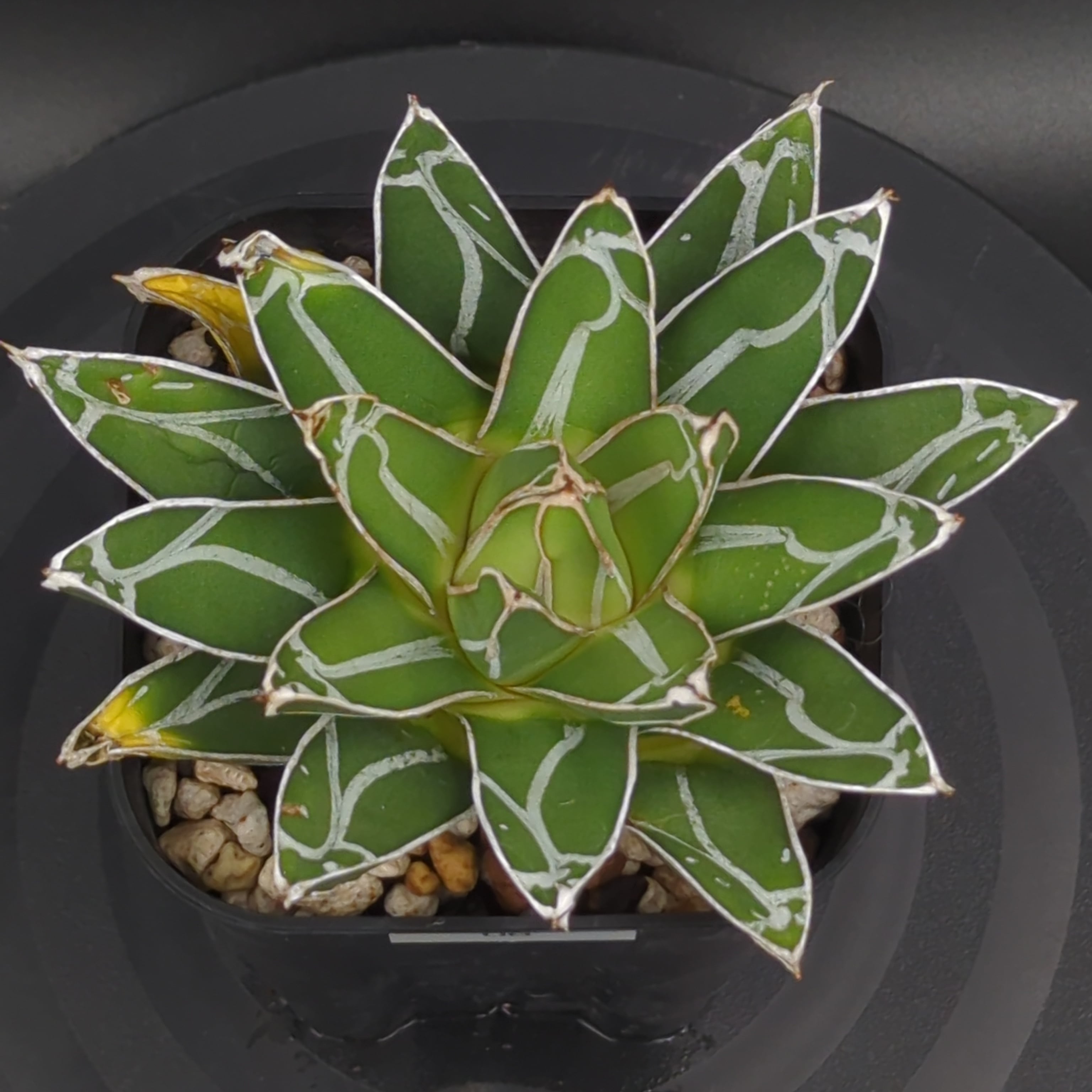 アガベ ダルマ笹の雪 | BRIDGE GARDEN