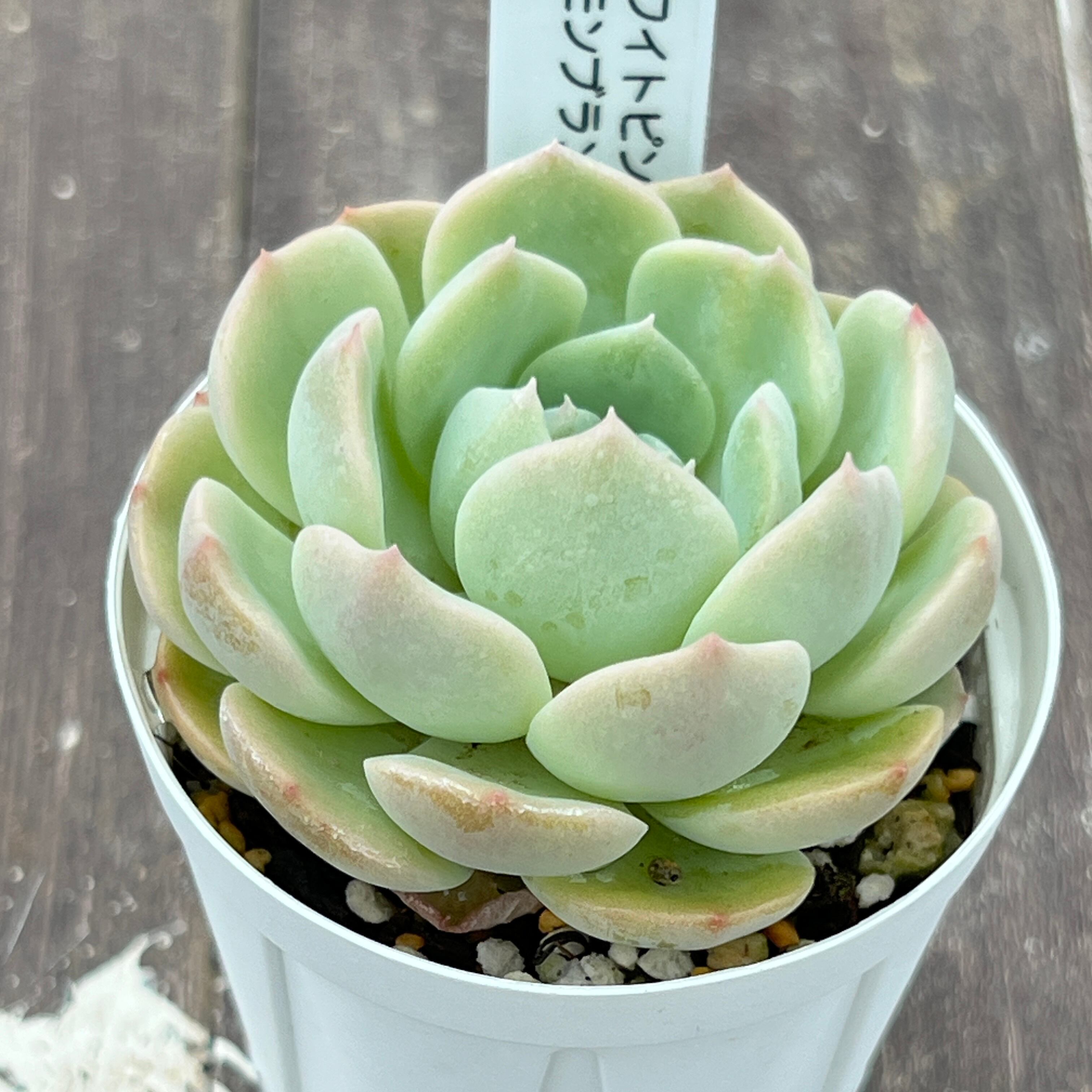 新入荷 多肉植物 ドロサンテマム 翡翠 小苗 抜き苗 1株 | Pay ID