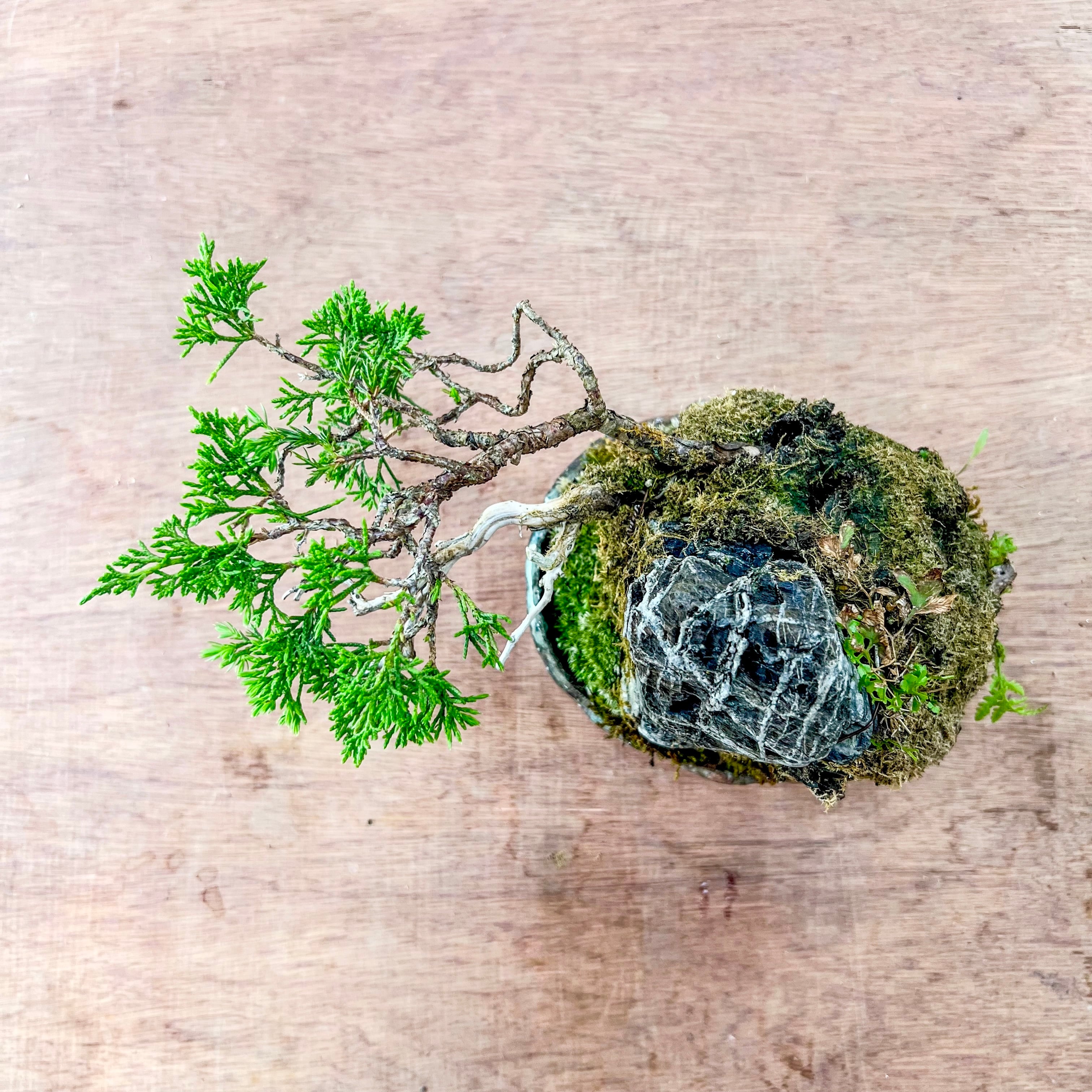 真柏 石付き盆栽｜山景を感じる一点物｜高さ約17cm | BONSAI Labo