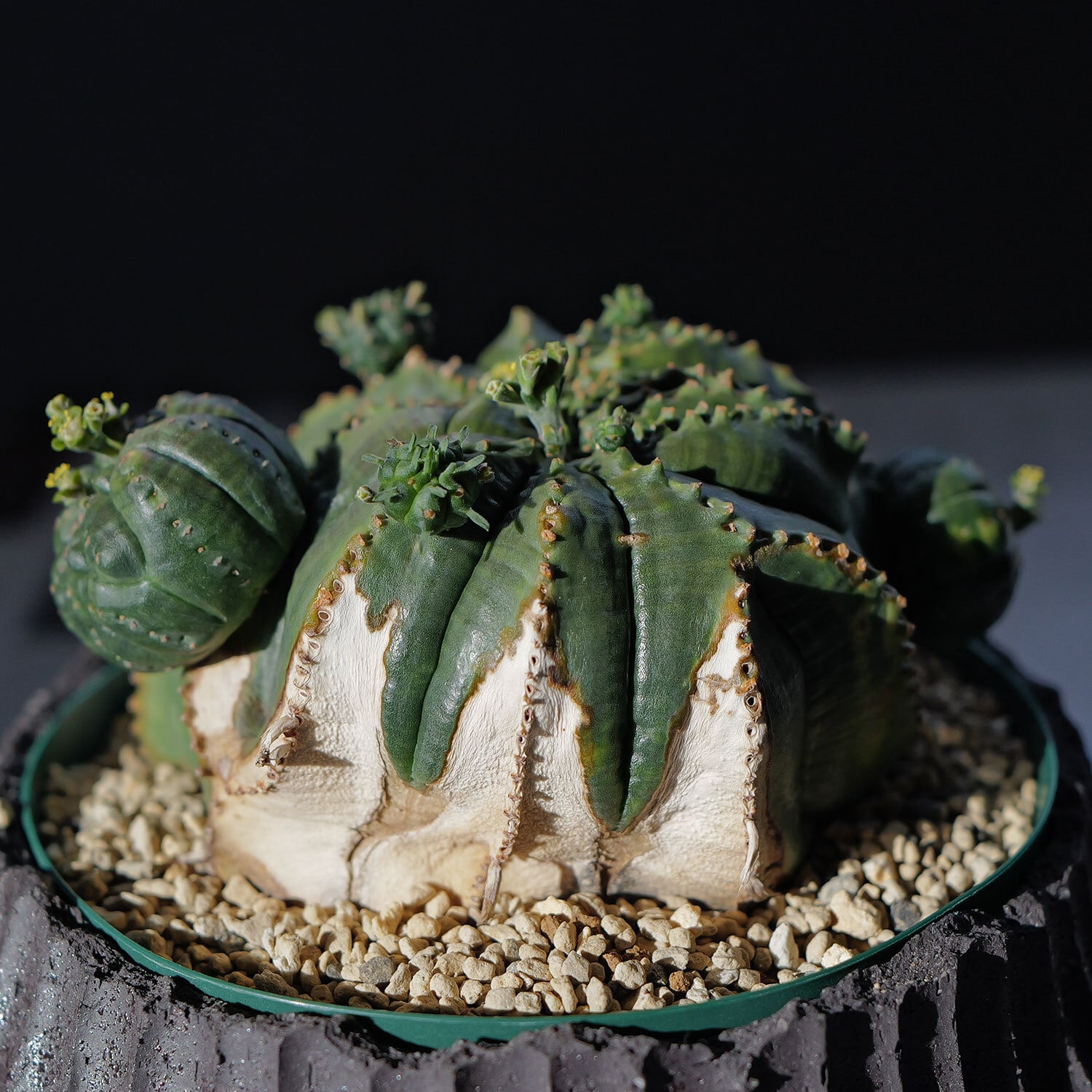 モンスト オベサ (綴化) | LIGHTHOUSE.PLANTS - 海外実生株のオベサ
