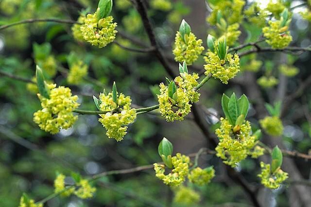 【ヒヨヒヨ】乾燥クロモジ20g＊おもてなし用☆花・新葉 クロモジ花茶 ( お試し1g ) | 山の駅さんべ オンラインショップ