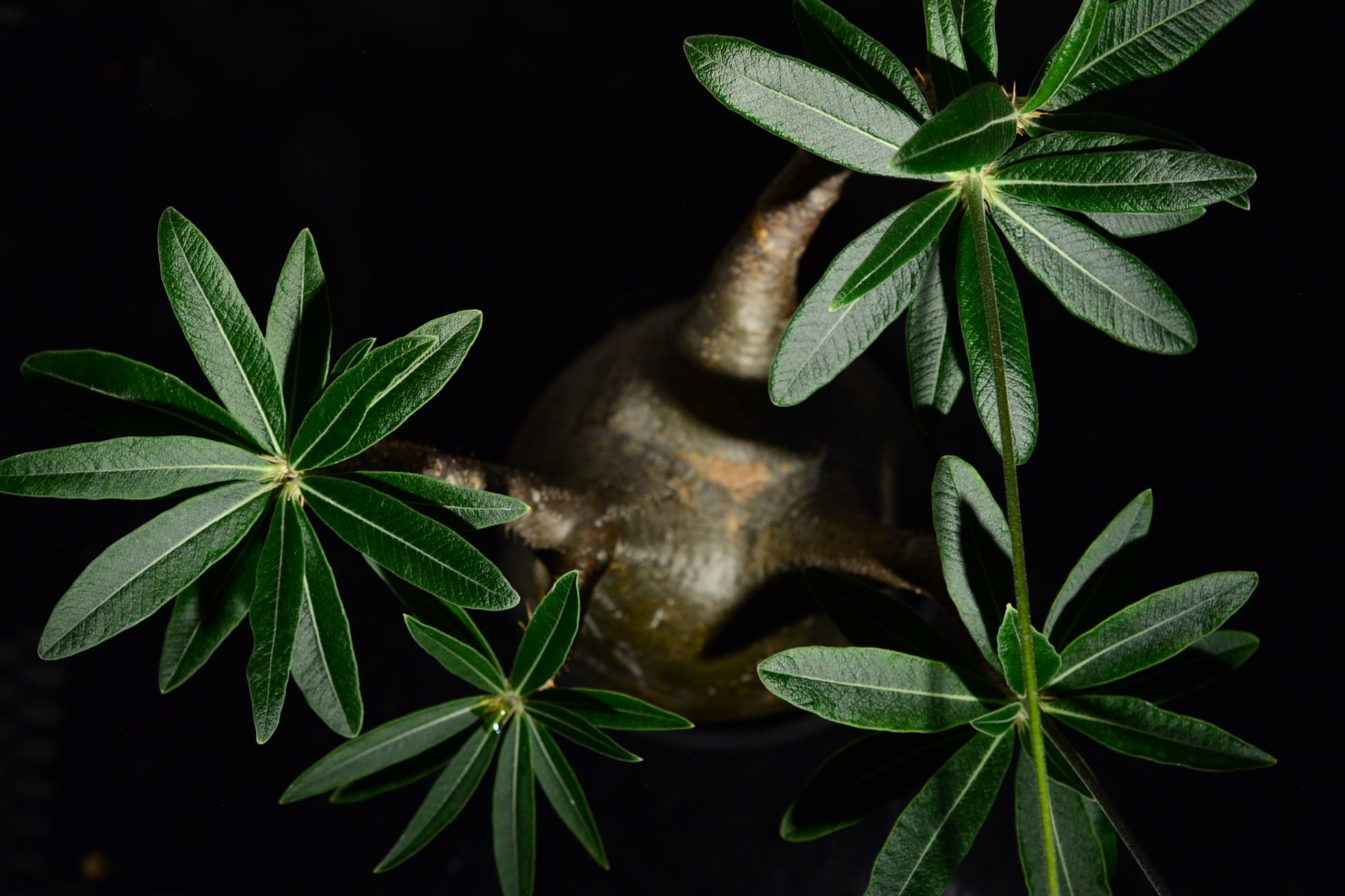 パキポディウム グラキリス 現地球〈象牙宮〉 | N collect plants