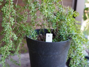 【現物】レプトスペルマム ”バーチカルドロップ” A