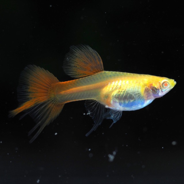 【セール】RREAギャラクシーレッドテールスワロー　1カルテット＋おまけ1カルテット