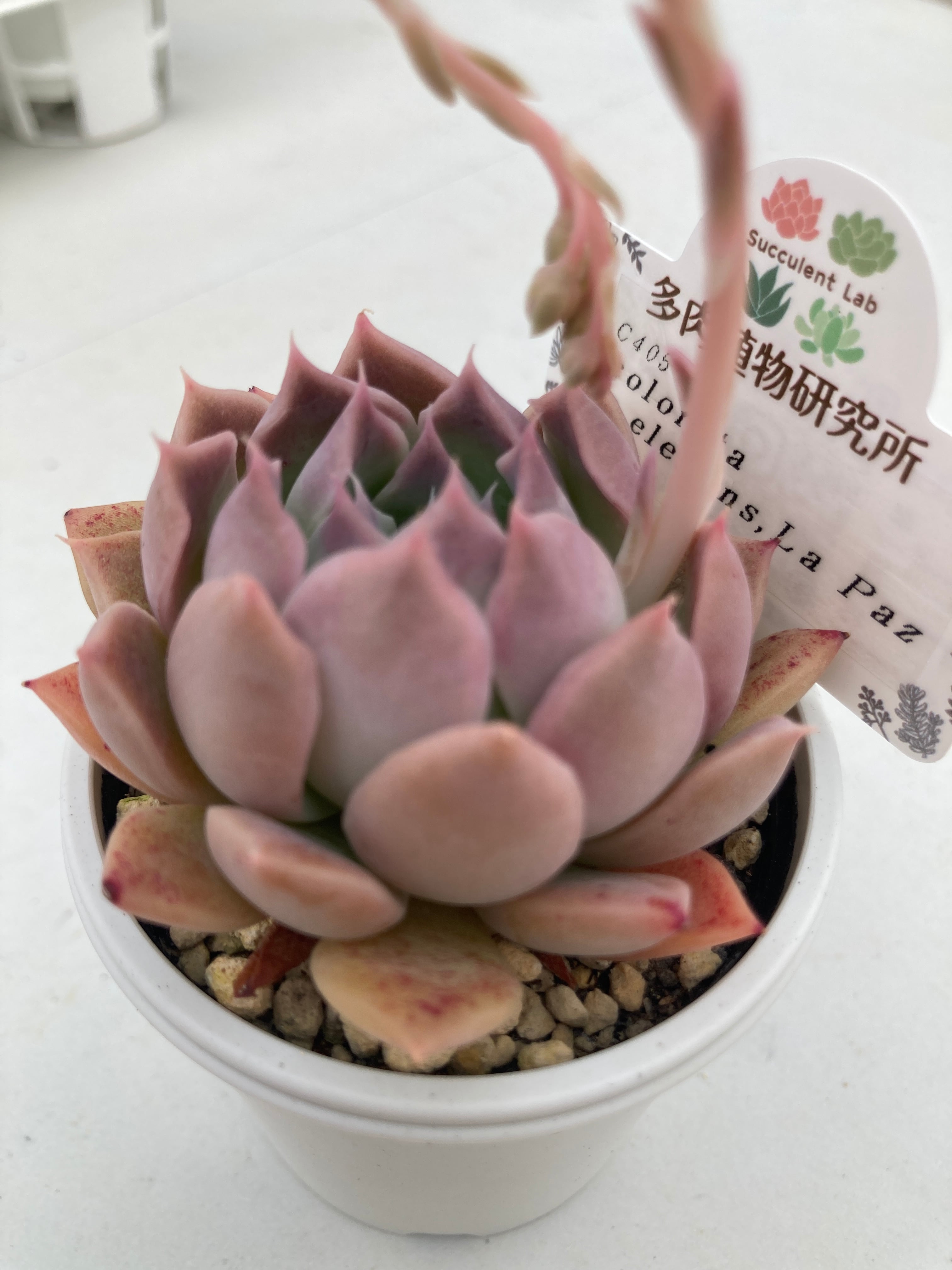 現物商品】コロラータ x エレガンスラパス | 多肉植物研究所