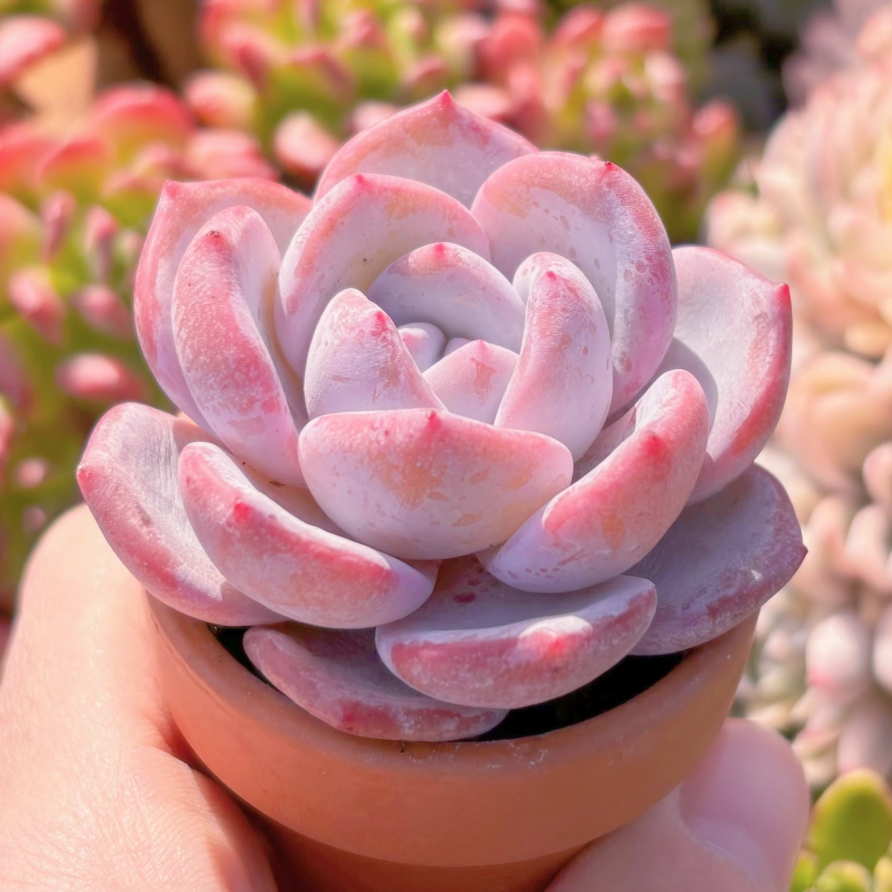 多肉植物 ミルクティー 新入荷 るる農園 | るる農園~多肉植物専門