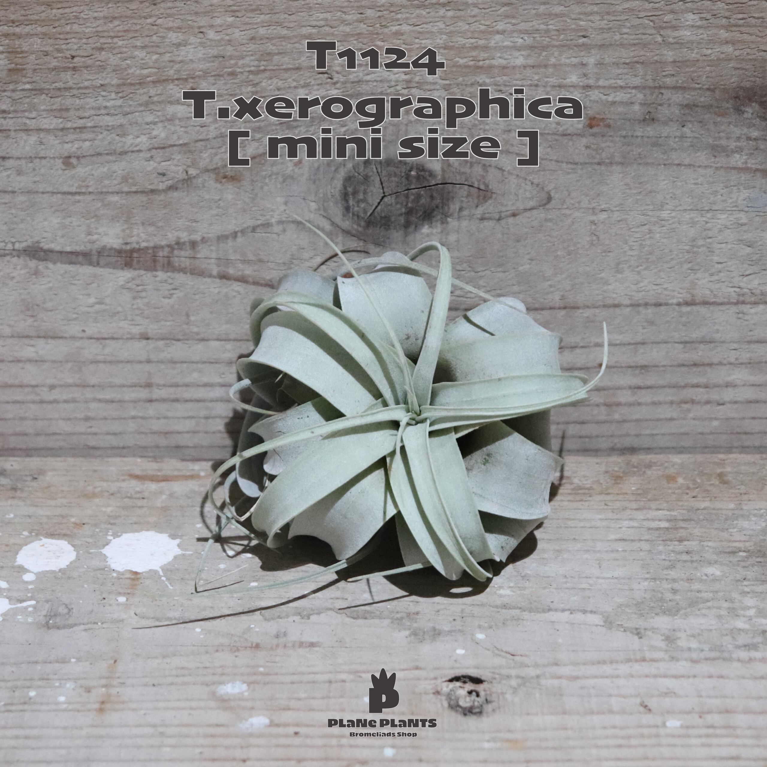 【送料無料】キセログラフィカ mini〔エアプランツ〕現品発送T1124
