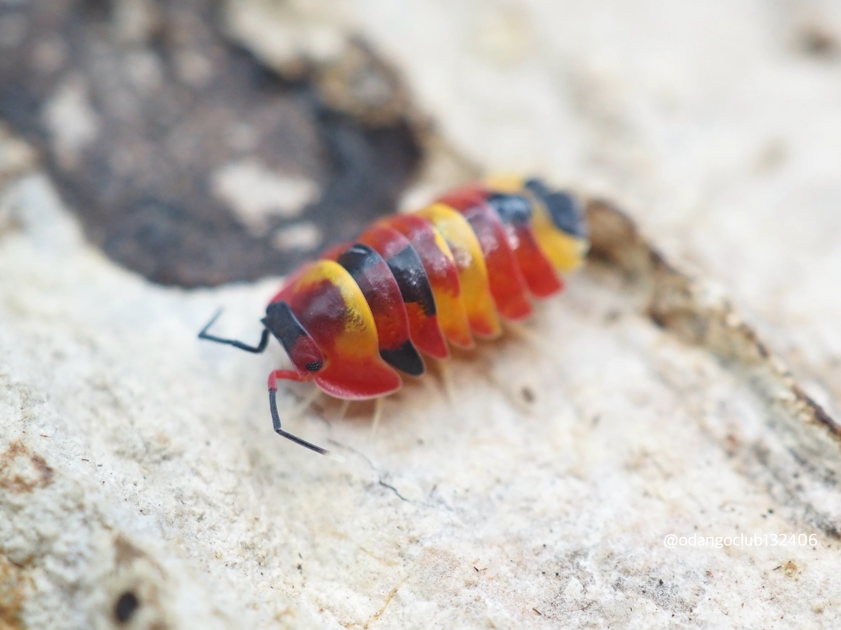 5匹+α 　スカーレット　メルラネラ　　成体　ダンゴムシ　ワラジムシ　ワラダン　merulanella sp.scarlet スカーレット 5匹 ダンゴムシ | おだんごくらぶ