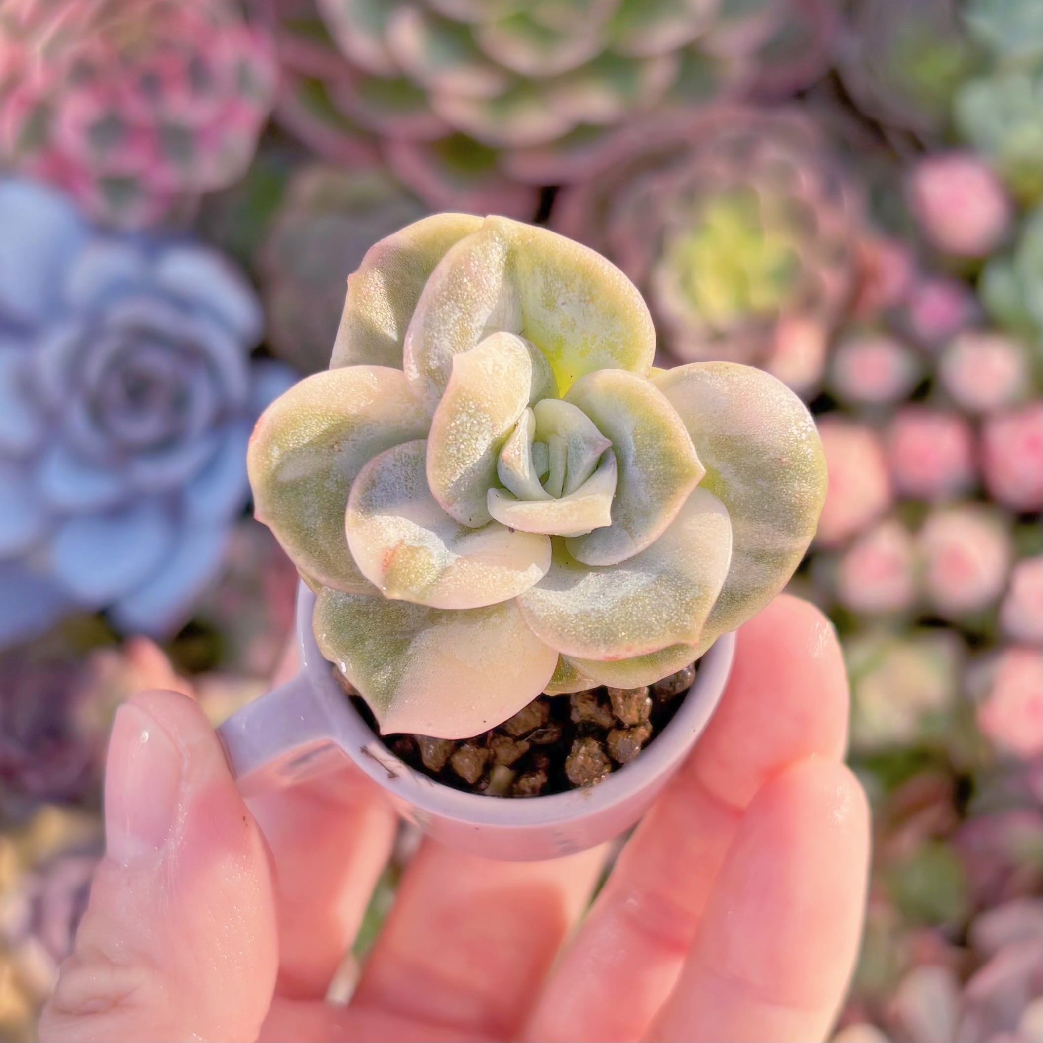 現品　ラブリーローズ錦(白斑)#F085　るる農園