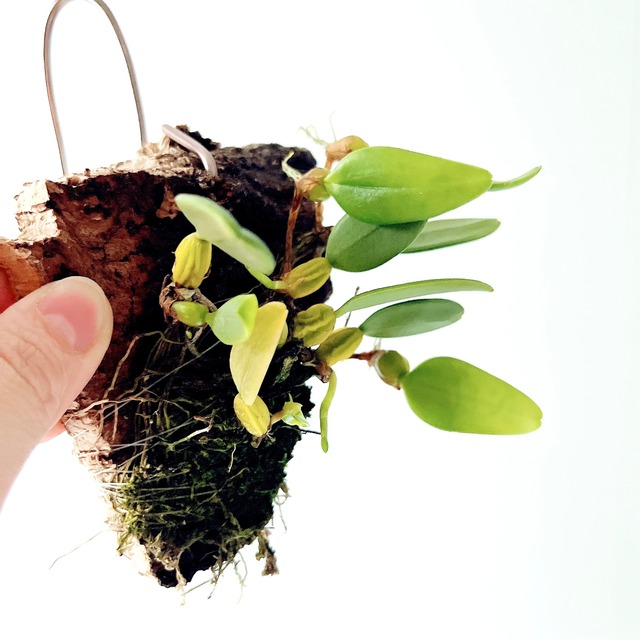 Bulbophyllum lasiochilum var. flava（バルボフィラム・ラシオキラム フォーマ フラバ）コルク付け洋ラン calm cafe