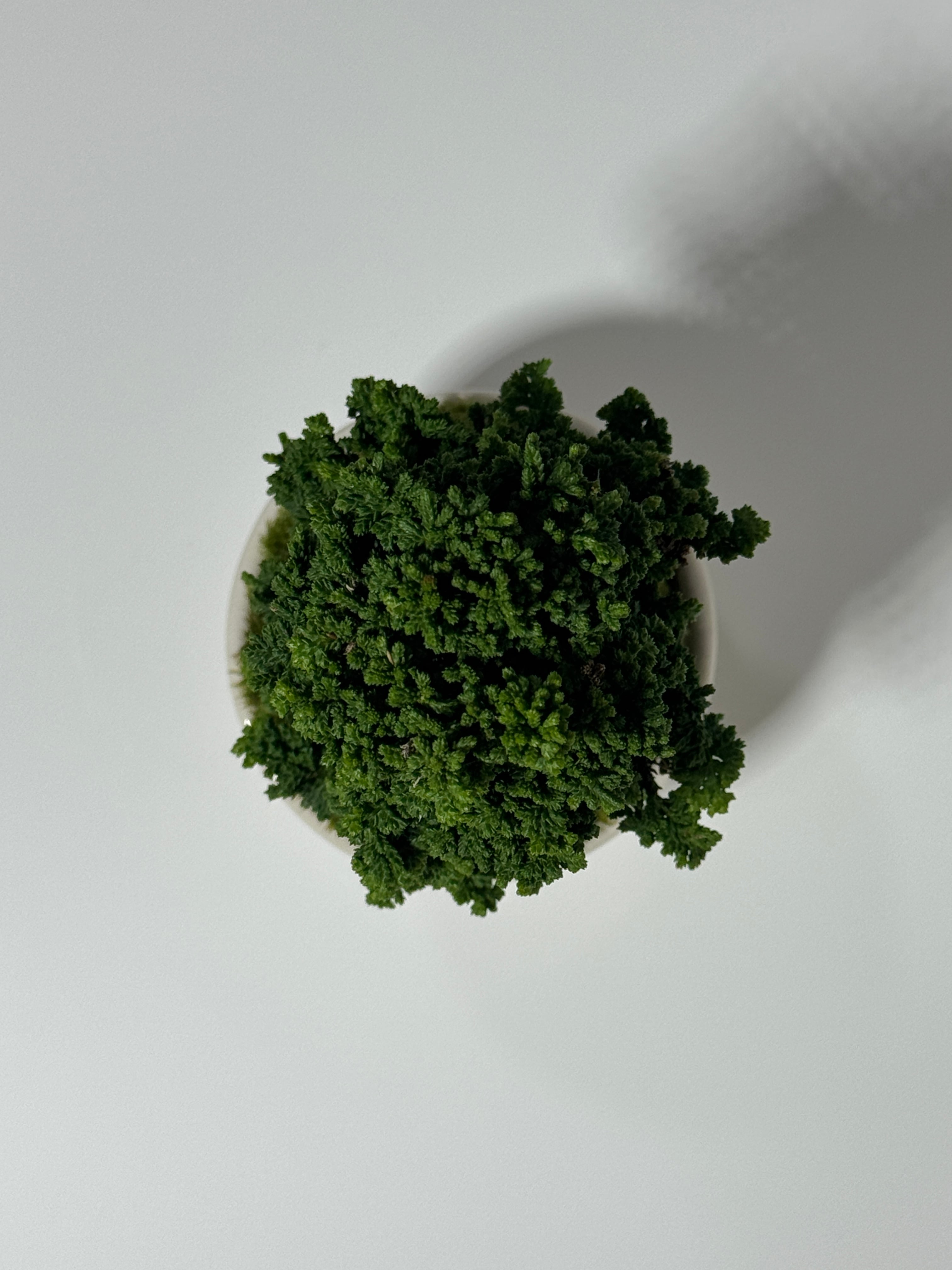 石化檜 石化檜（Petrified hinoki） | 369 BONSAI™︎