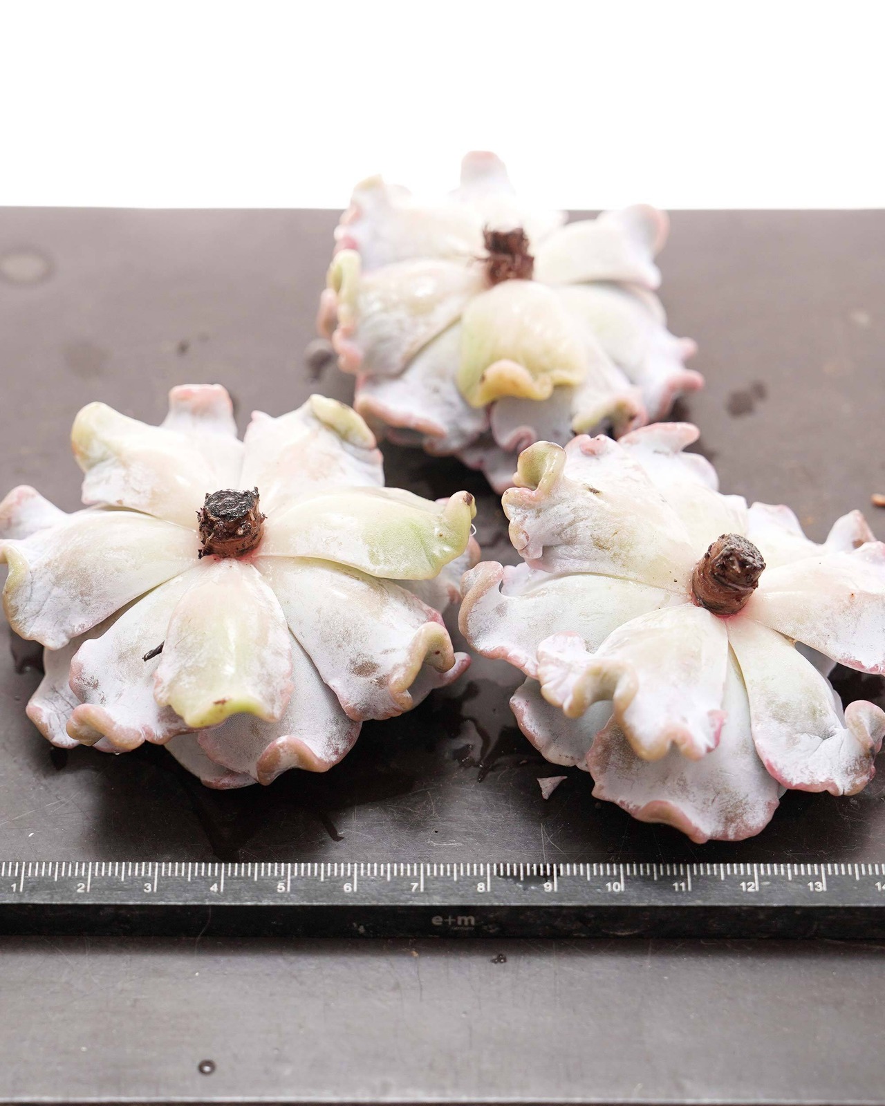 【はじめての方限定】カット苗 クリスペイトビューティ 標準サイズ Echeveria 'Crispate Beauty'