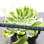 抜き苗 アエオニウム アリエル Aeonium 'Ariel'