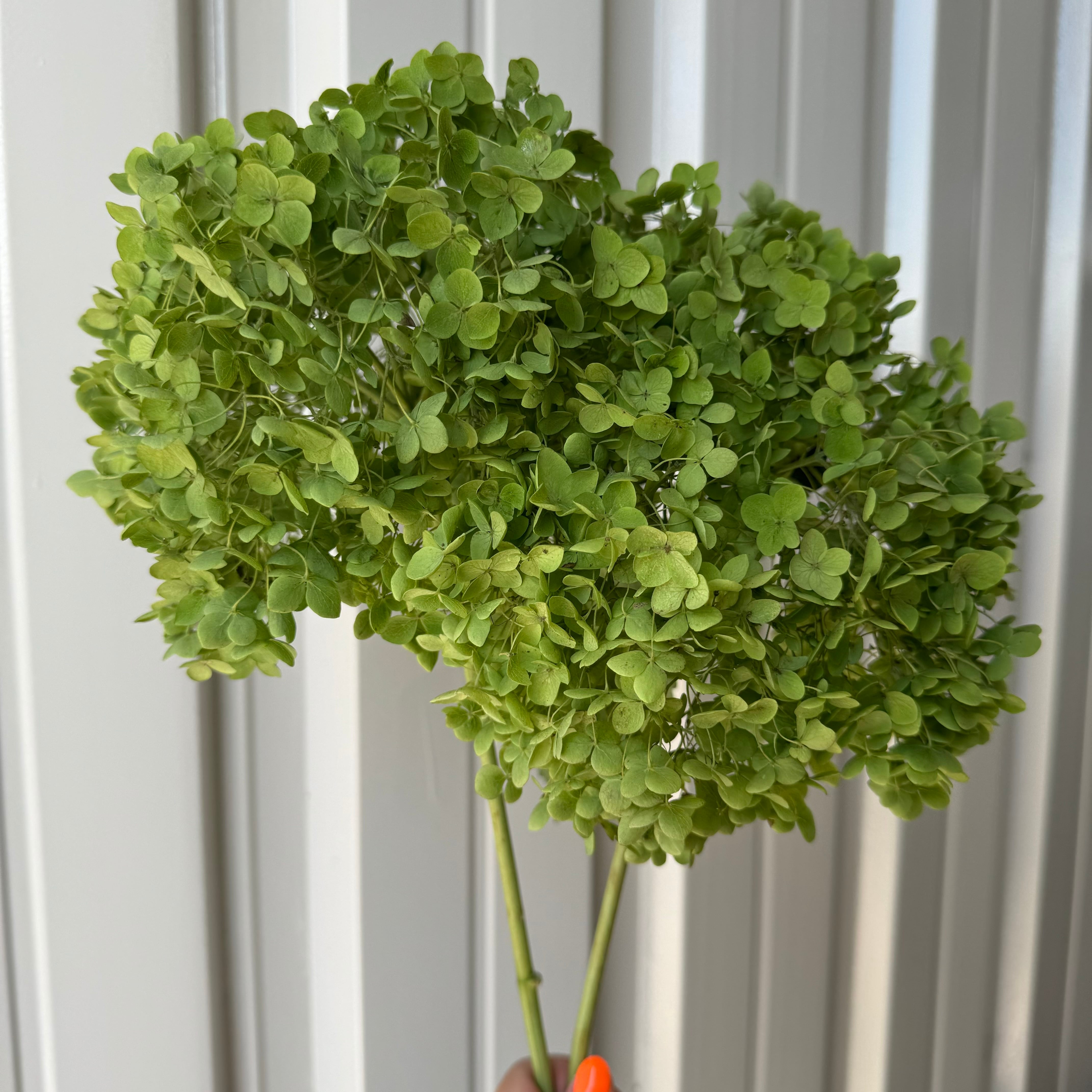 アジサイ アナベルグリーン 3本 福岡県八女 | 新鮮お花問屋 Jp-Farmers.com